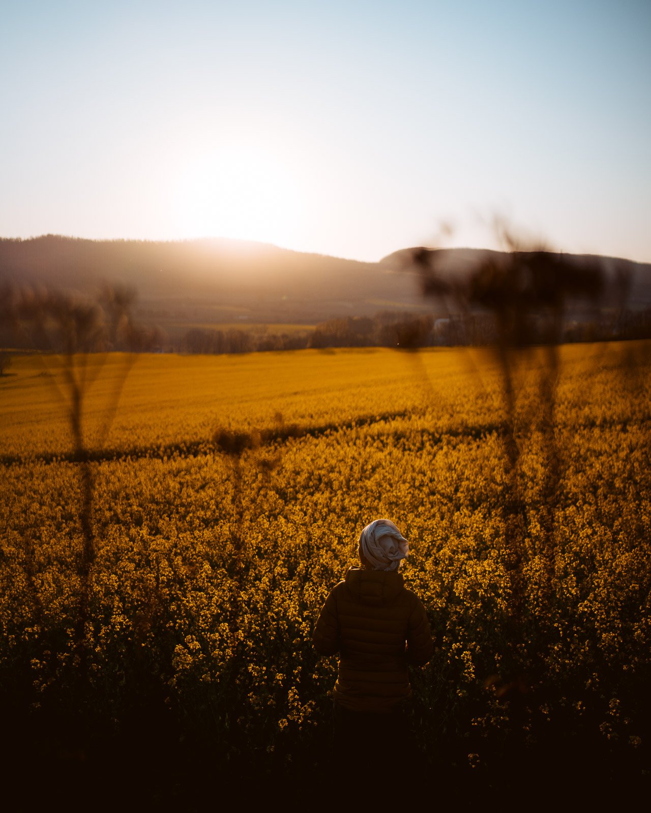 Person steht vor einem großen Feld voller gelber Blumen bei Sonnenuntergang, mit Hügeln im Hintergrund.