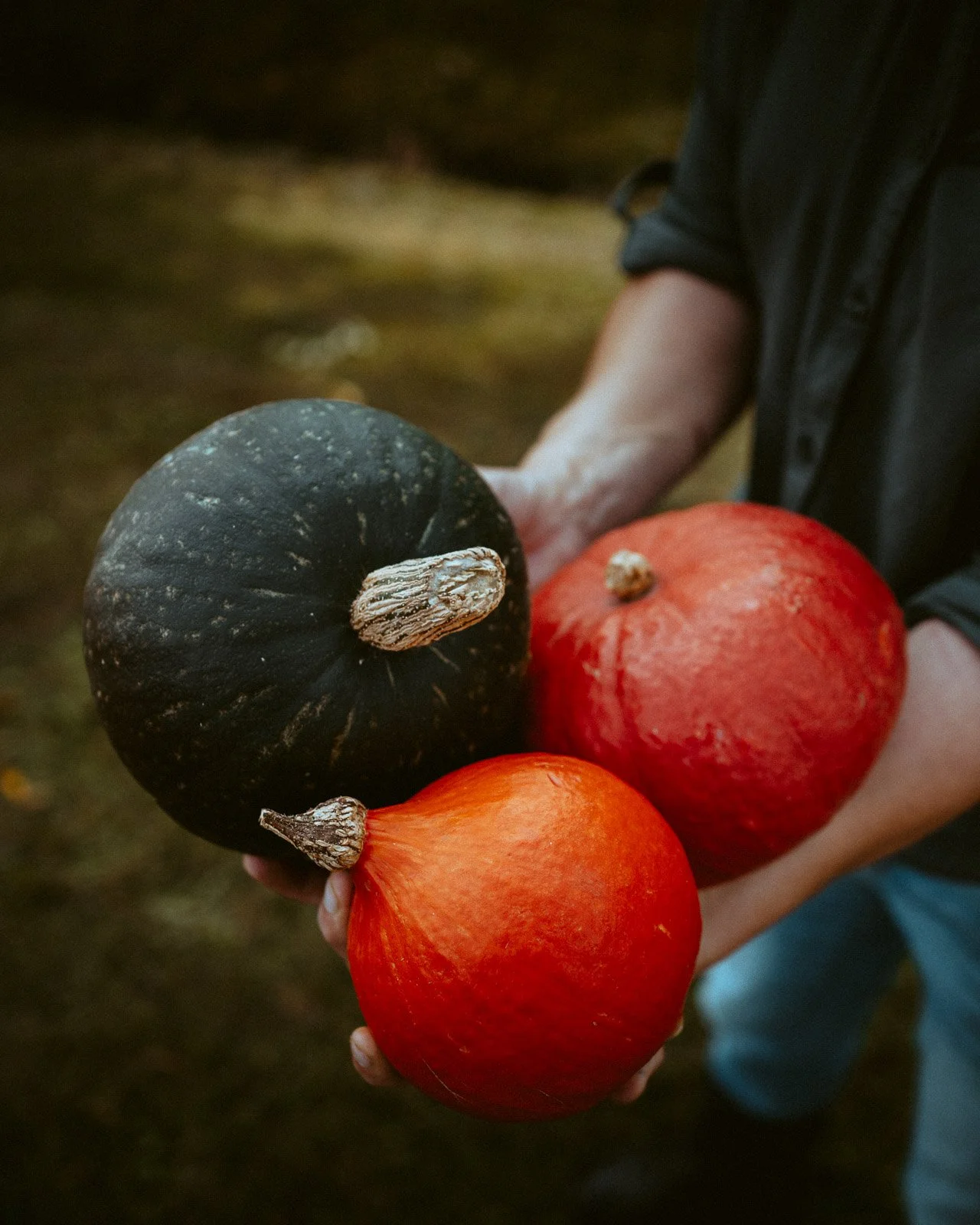Person hält drei Kürbisse in den Händen, darunter ein schwarzer und zwei orangefarbene Kürbisse.