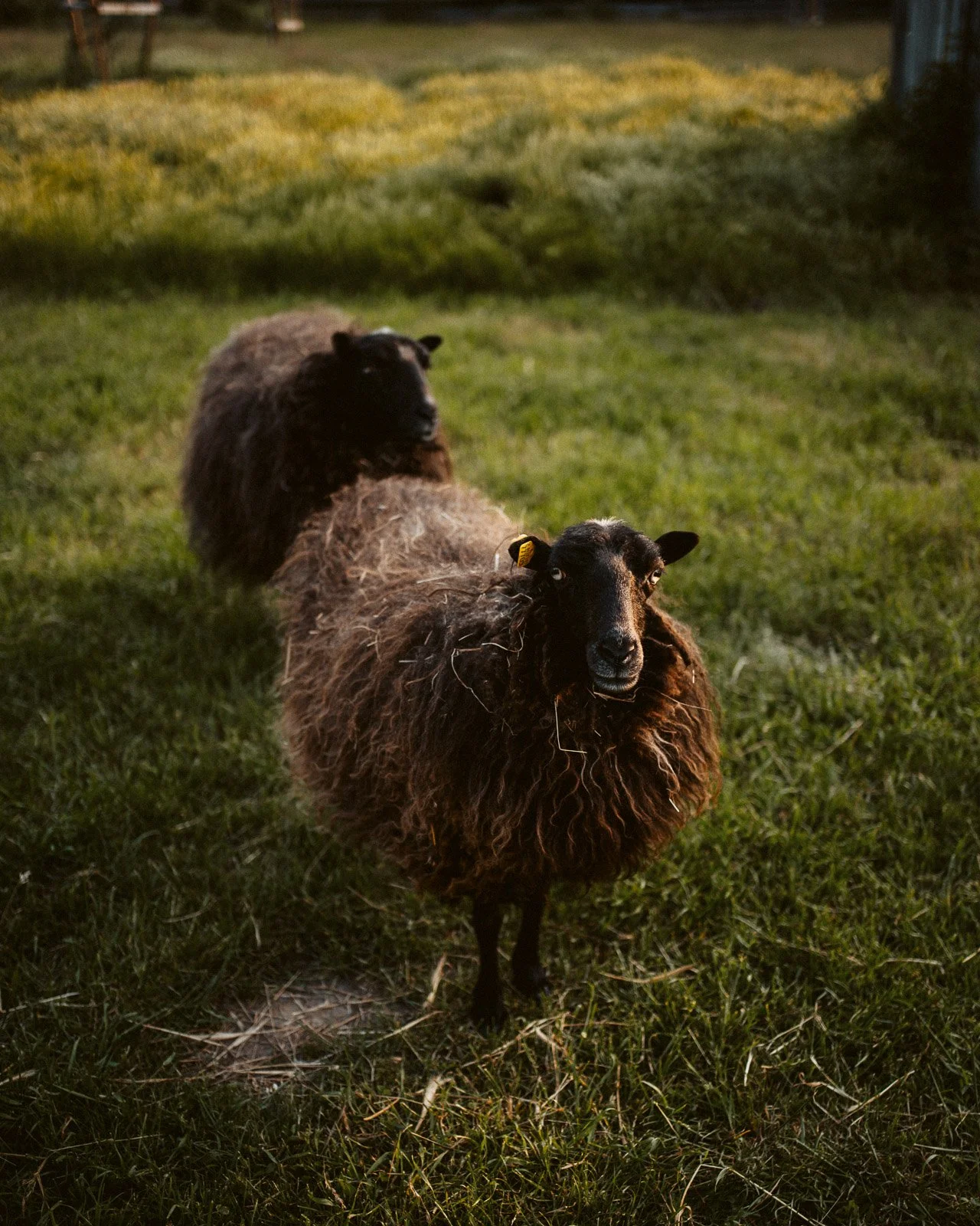 Zwei Schafe auf einer grünen Wiese, eines schaut direkt in die Kamera, im Hintergrund trees und ein Zaun.