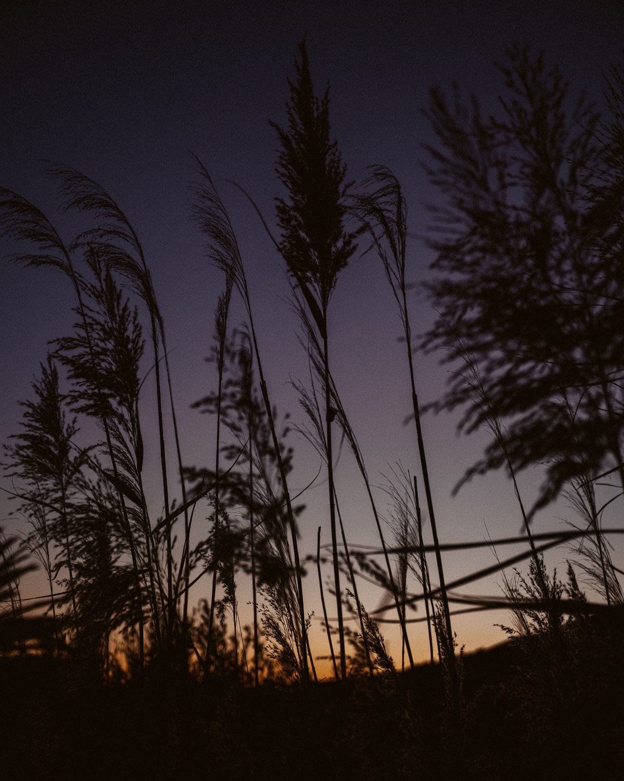 Schatten von Gräsern vor einem sunsetfarbenen Himmel bei Dämmerung.