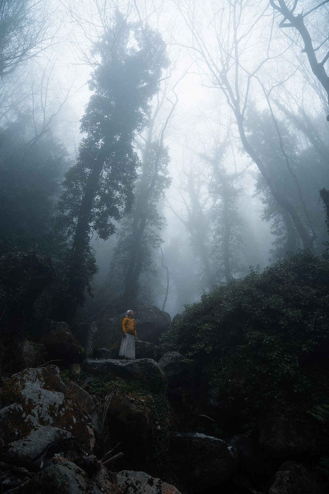 Eine Person steht auf Felsen in einem nebligen, bewaldeten Gebiet mit hohen, dünnen Bäumen, die den Himmel verdecken.