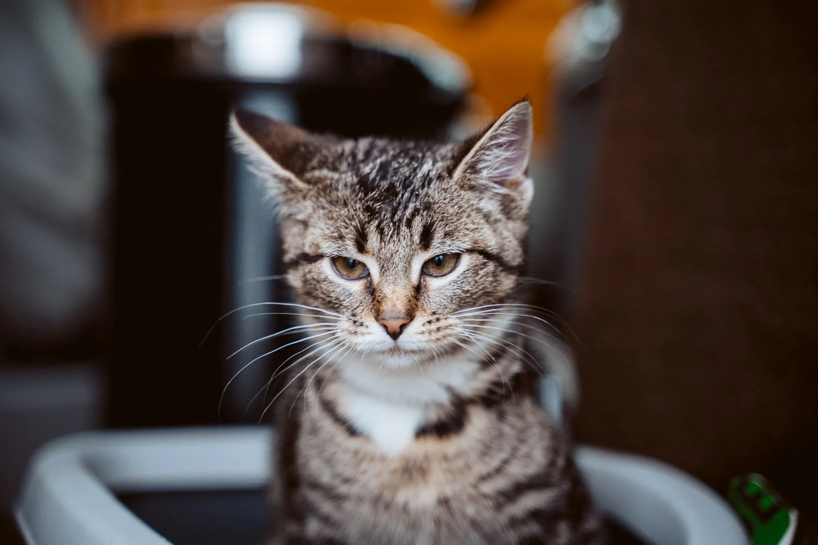 Grauer getigerter Katze mit weißer Brust sitzt in einer weißen Katzentoilette, blickt ernst in die Kamera, im Hintergrund dunkler Raum.
