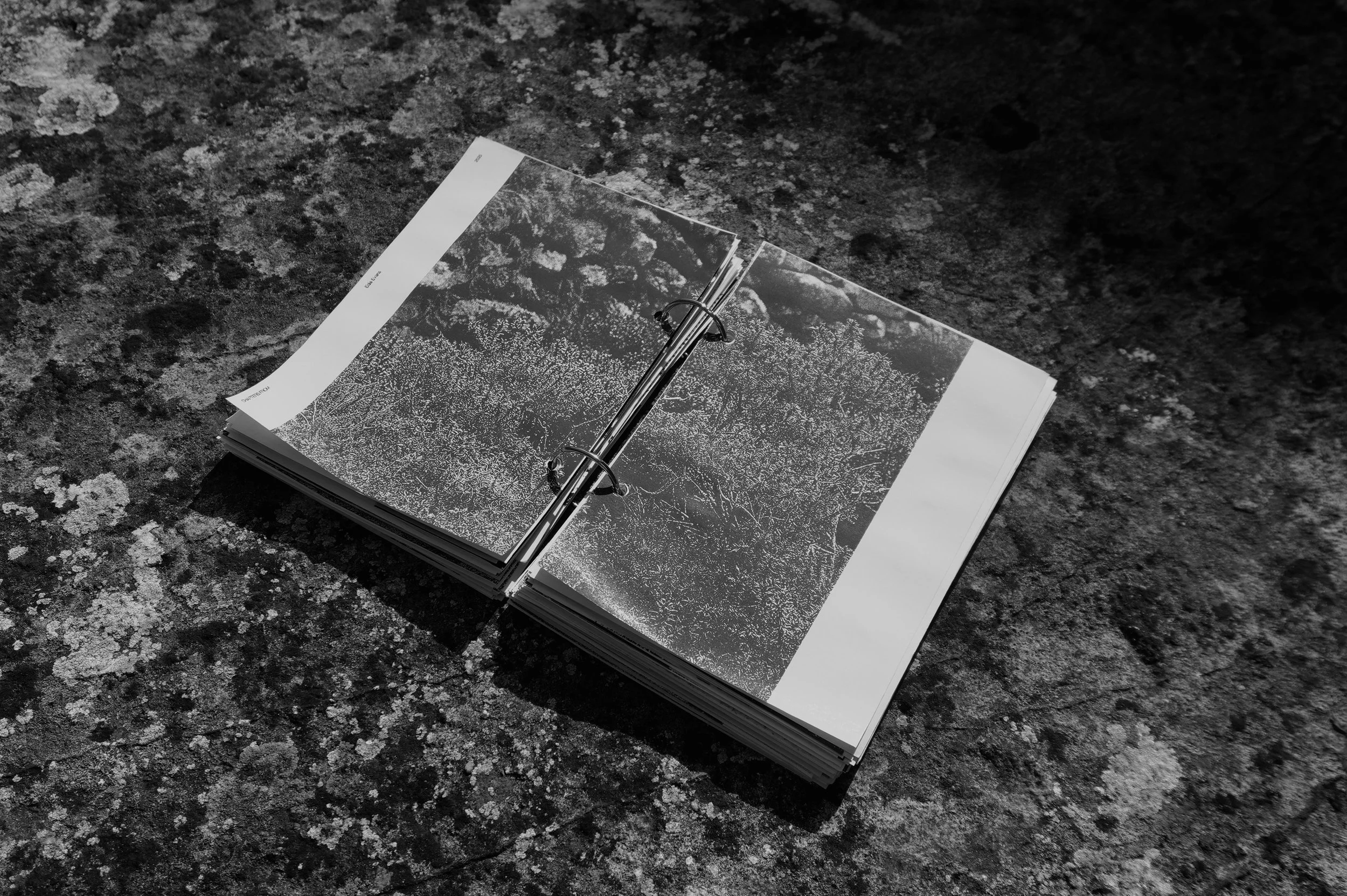 7FA58980-711F-4BB9-B271-16EDD2AA5BC9_1_201_a.jpeg
