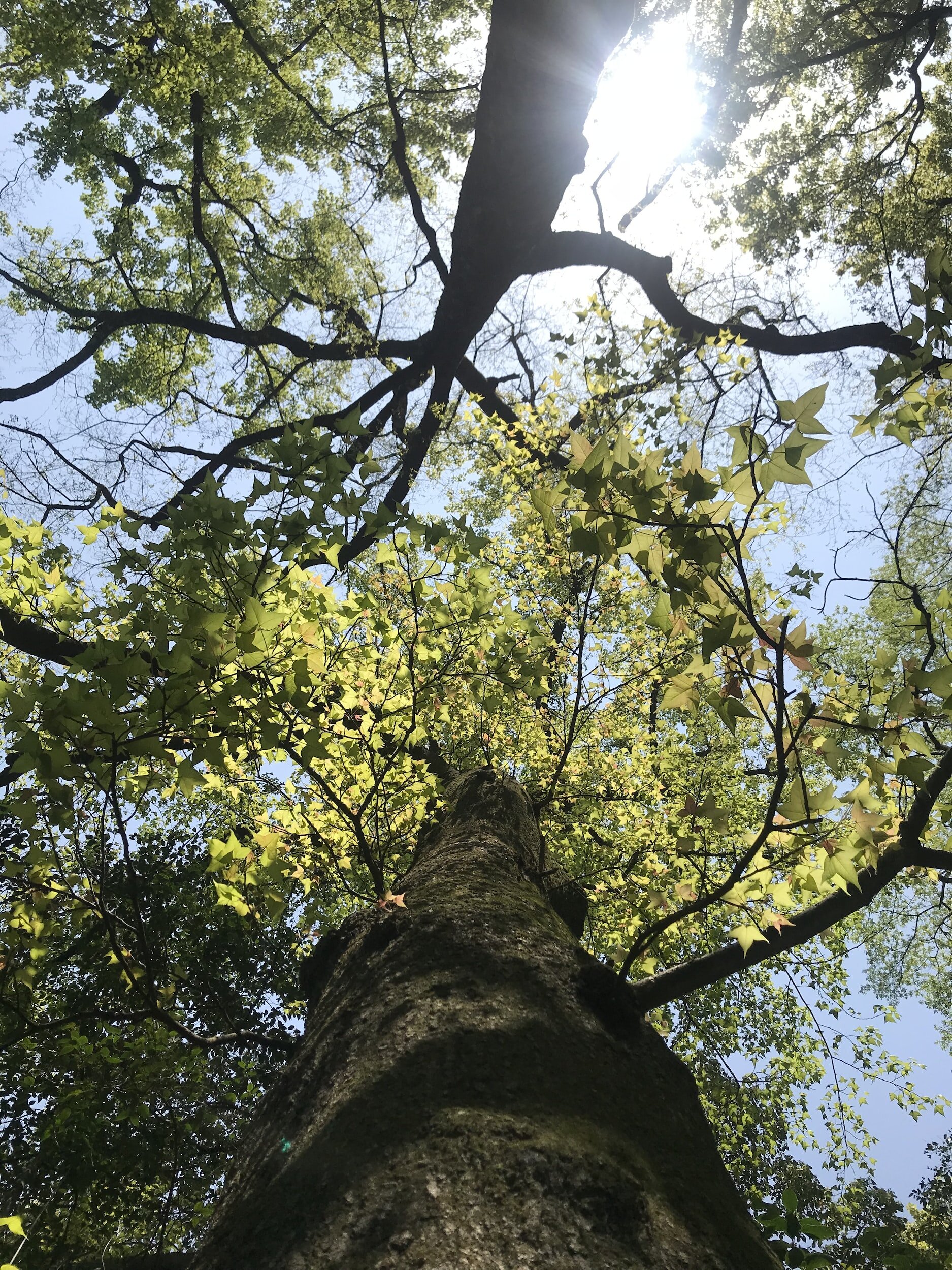 Tall tree
