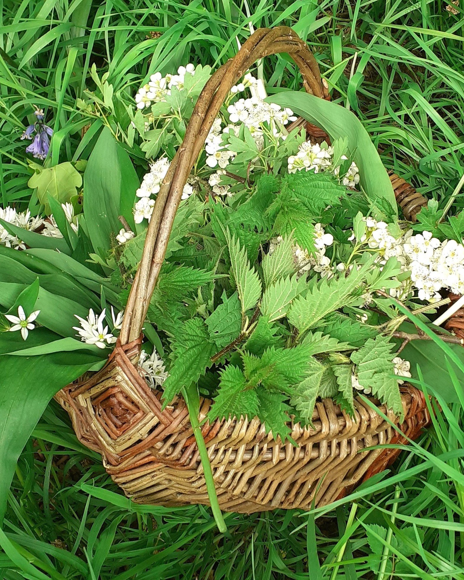 Framed berry basket weaving
Friday 31st May

One of the earliest styles of basket ever discovered.  Great for foraging.  First, we form two rings that are joined together with a god's eye.  The rest of the framework is added and then you just keep on