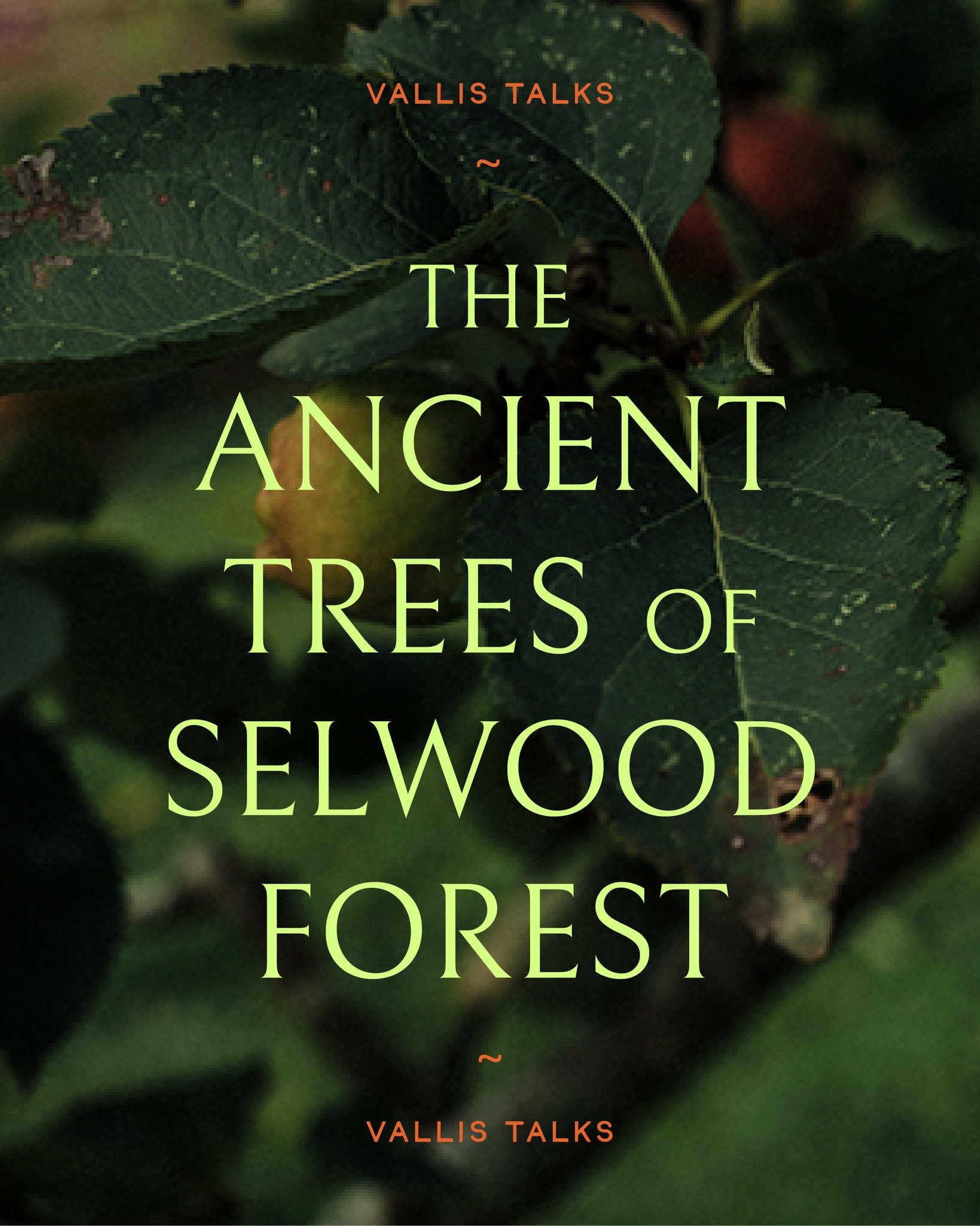 The Ancient Trees of Selwood Forest - with Julian Hight

Thursday 30th May 
7pm - 8.30pm 

Just what was the mythical Selwood Forest and what exactly remains of it? 

Join local author and heritage tree specialist Julian Hight as he tells the story o