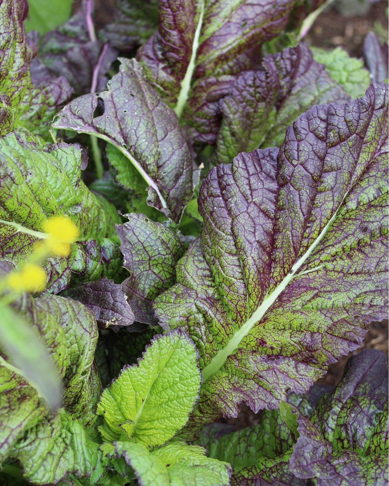 Mustard greens have now gone to seed. But lots more is emerging and the glorious weather has certainly helped! We&rsquo;ve started to open up our box scheme gradually to those on the waiting list. If you want to receive an email once we&rsquo;re read