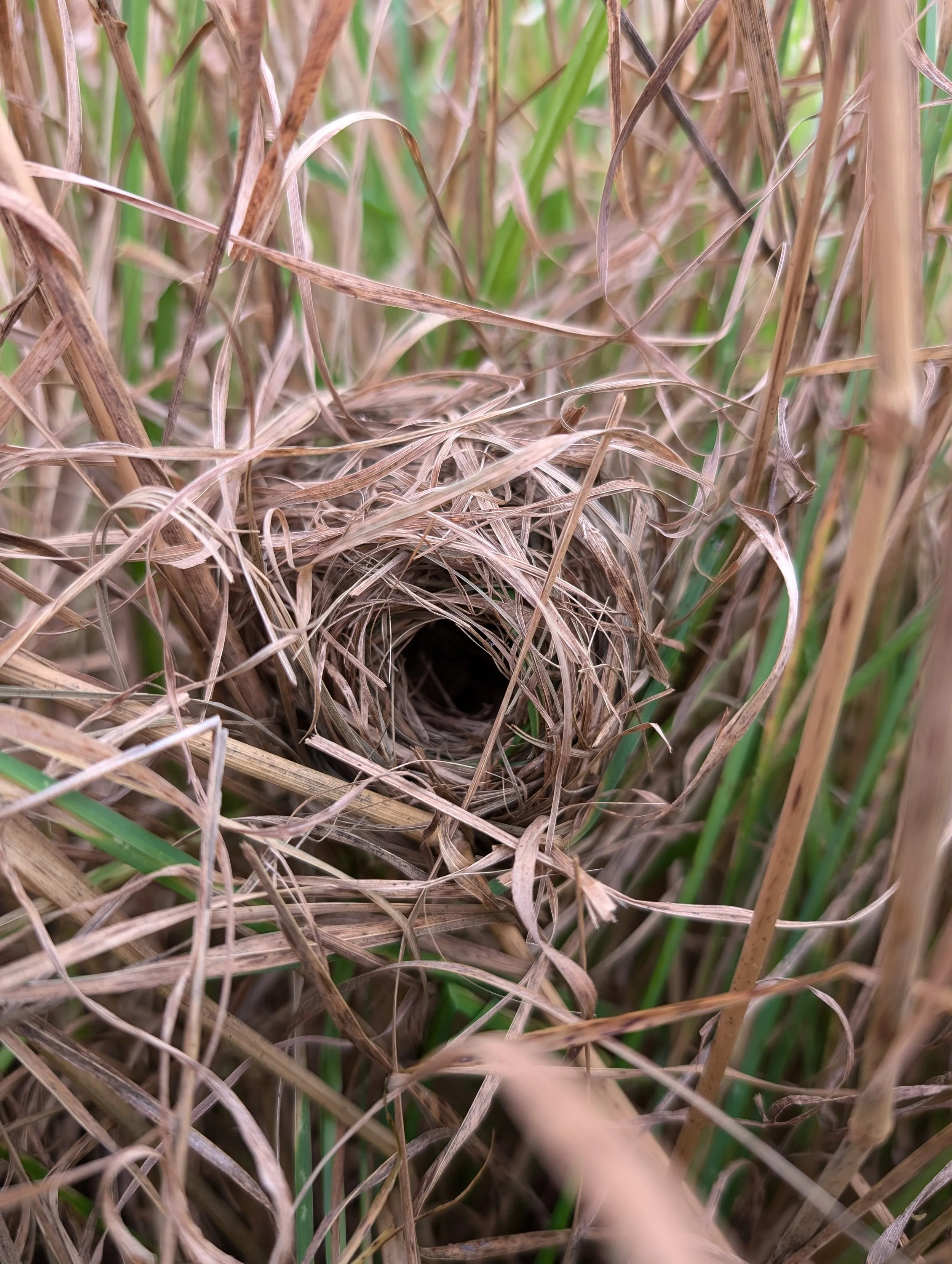 Harvest Mice Nest Search & Habitat Creation Day