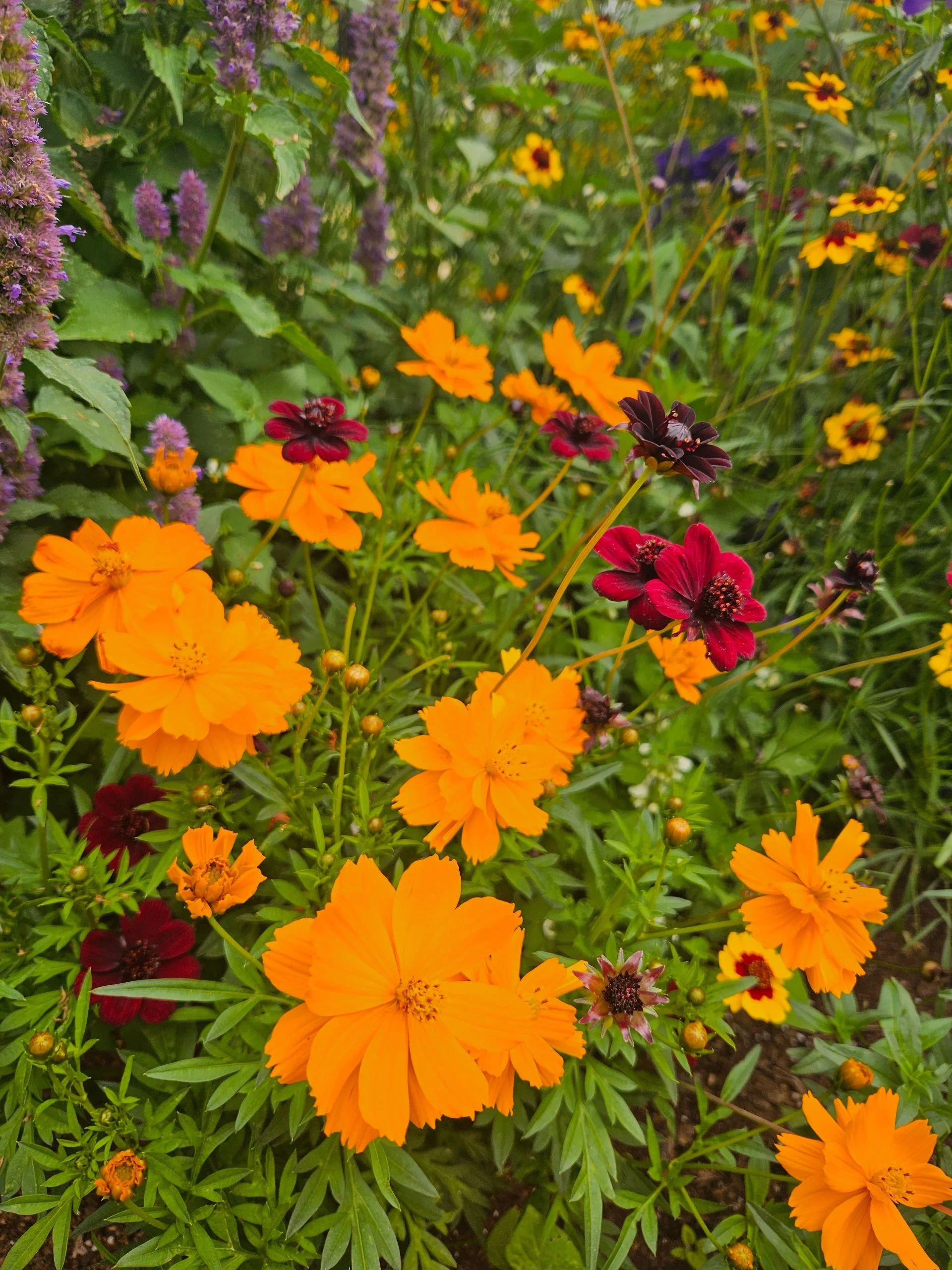 How to Grow a Dye Garden 2.jpg