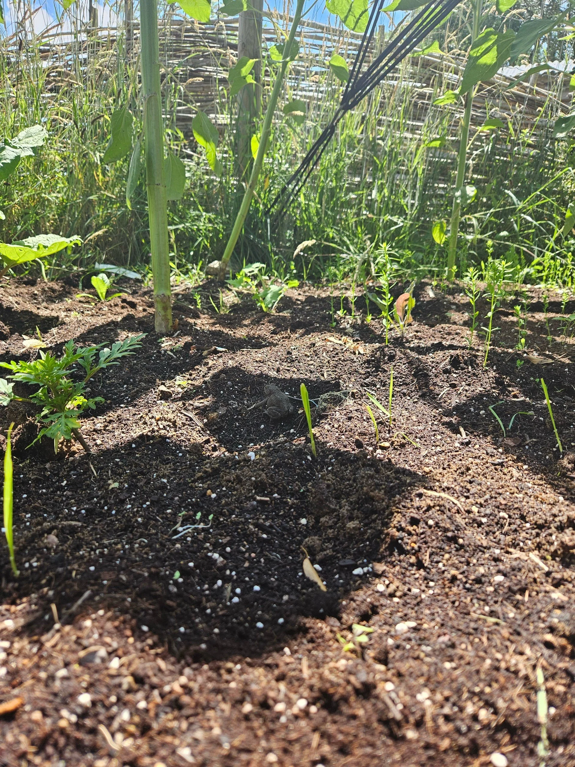 How to Grow a Dye Garden 3.jpg