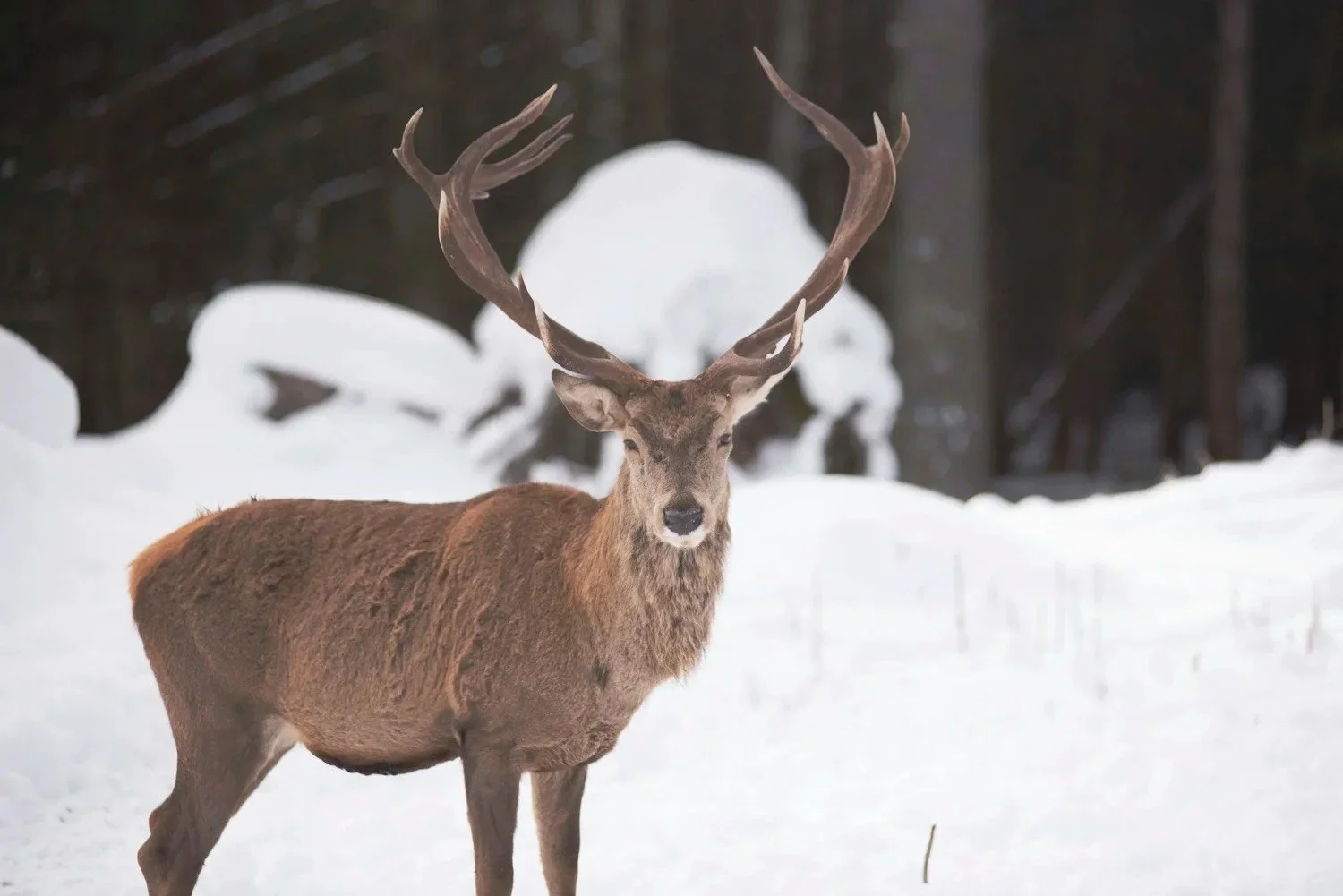 Burns Night Supper with The Intuitive Chef
