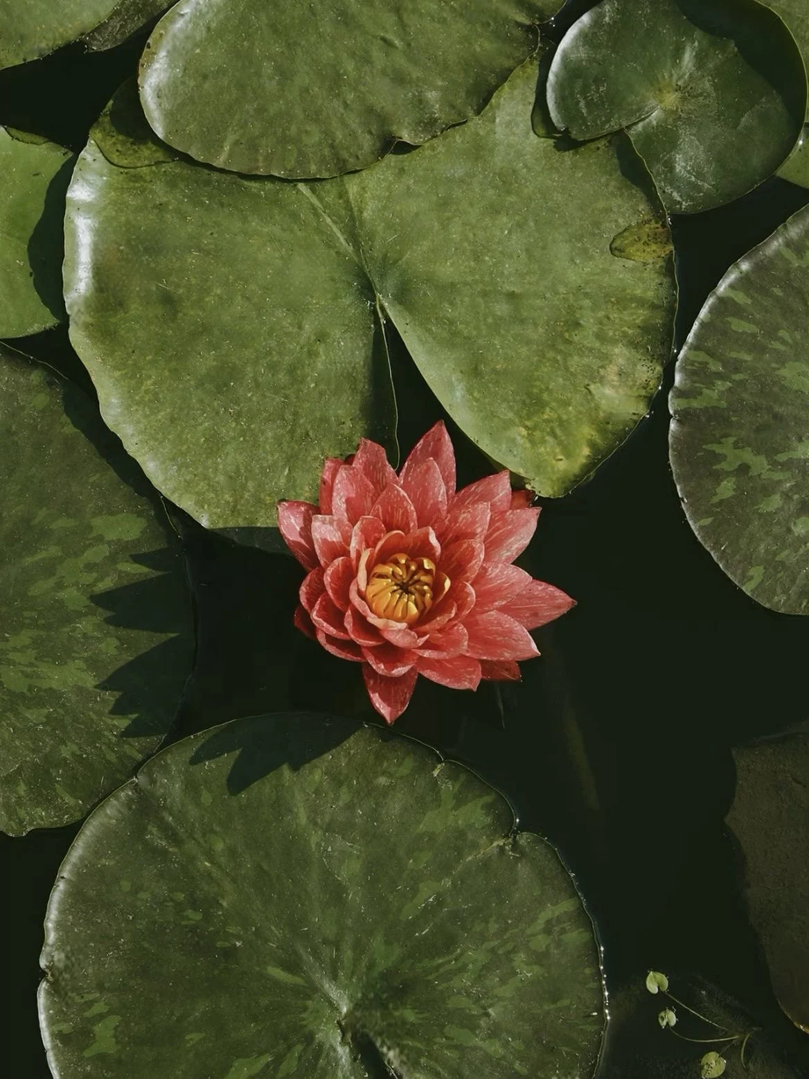 Fran event photo6.jpg