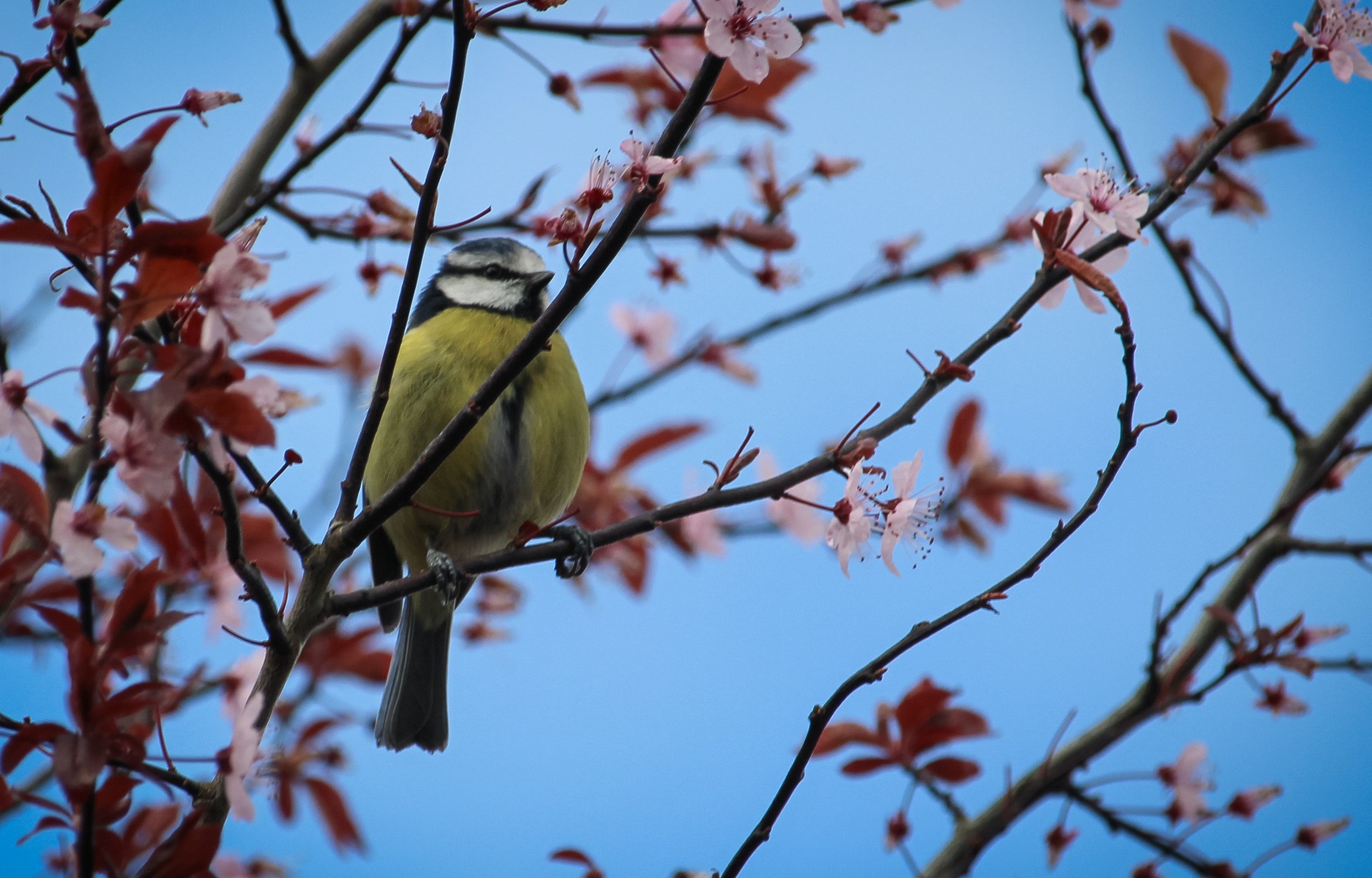 Morning Chorus Bird Walk with Rob Frith