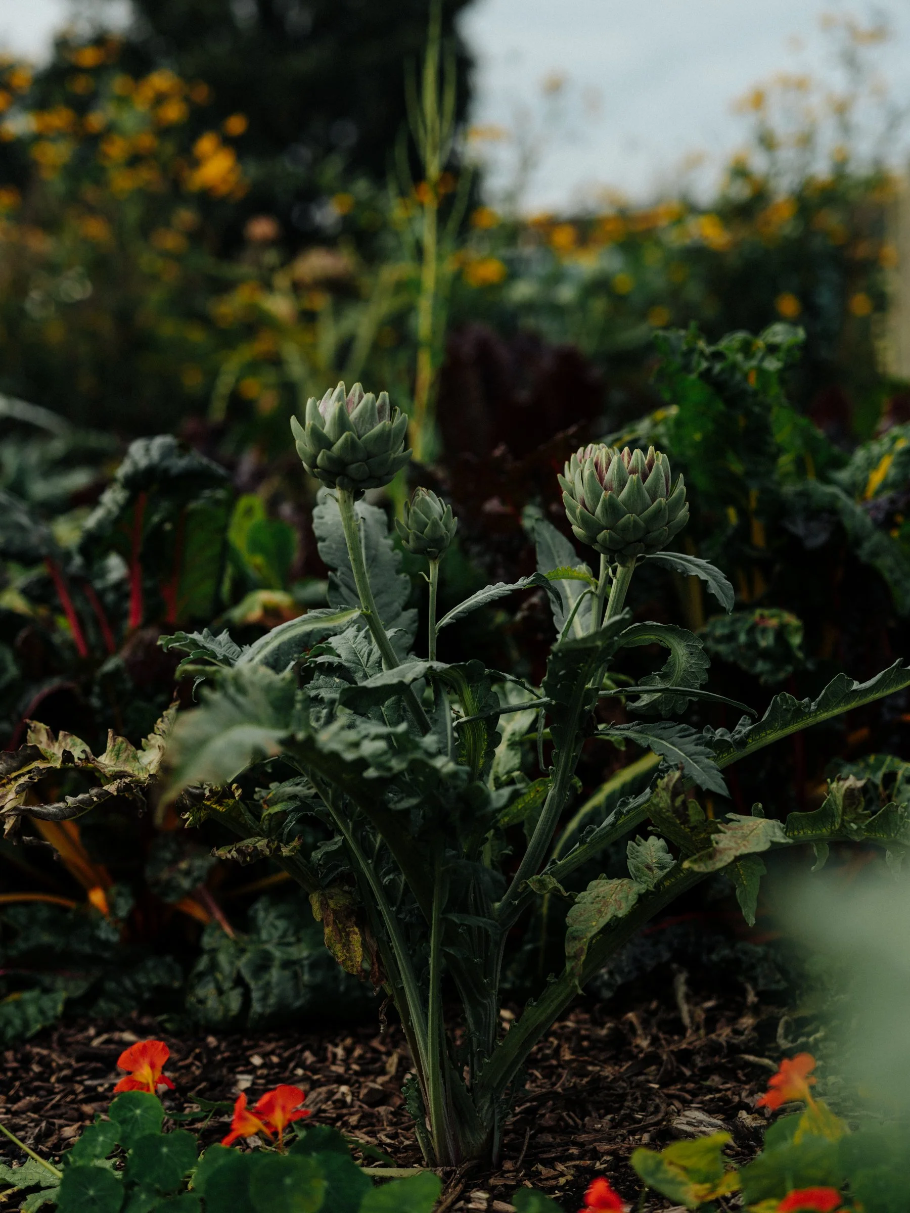 Feeding our Communities – Sustainable Market Gardening