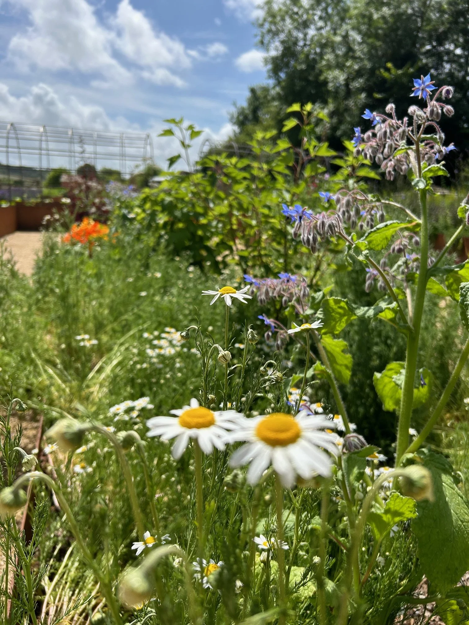 Chamomile and Borage.jpg