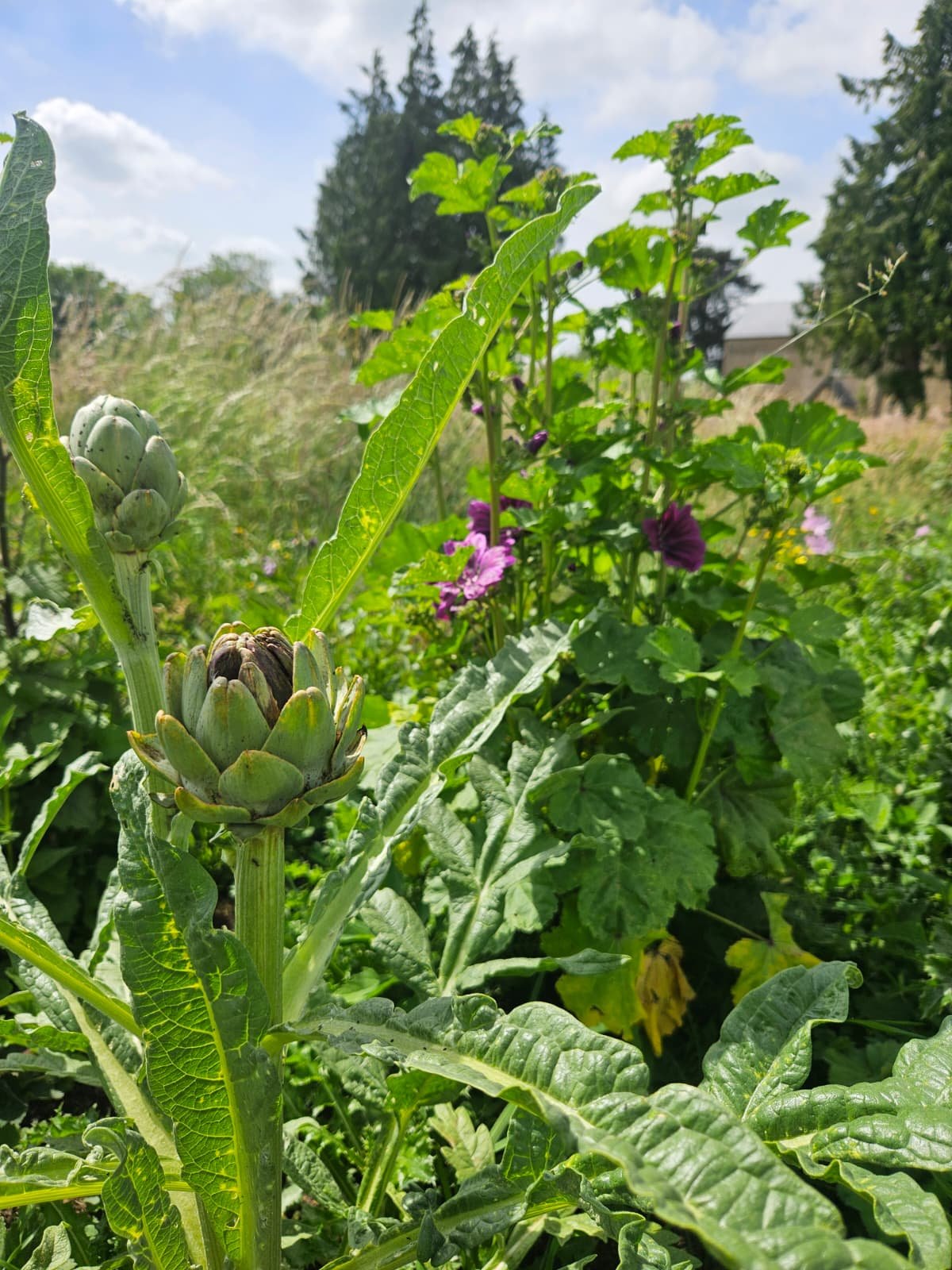 Introduction to Forest Gardening 