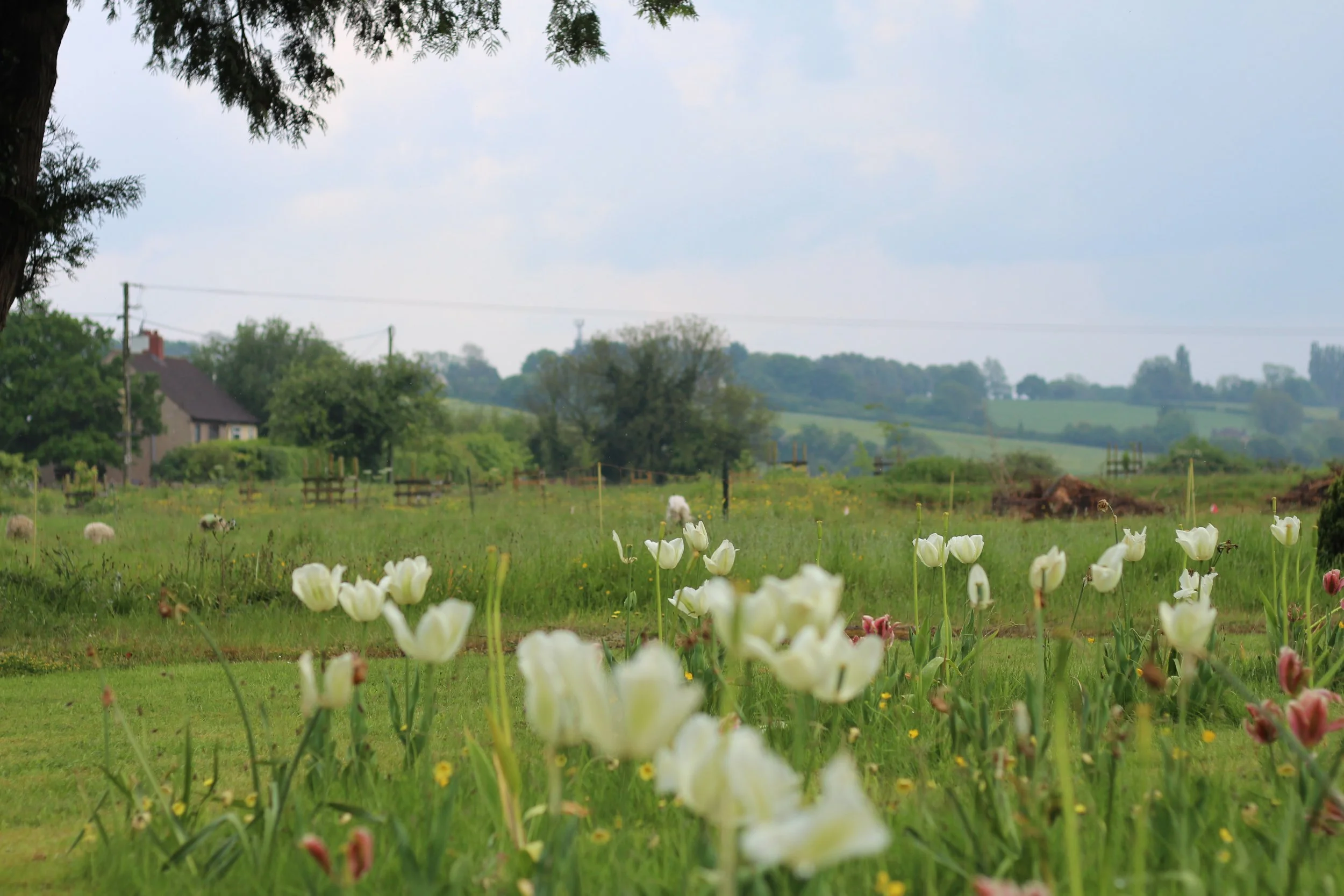 The Land and View.JPG