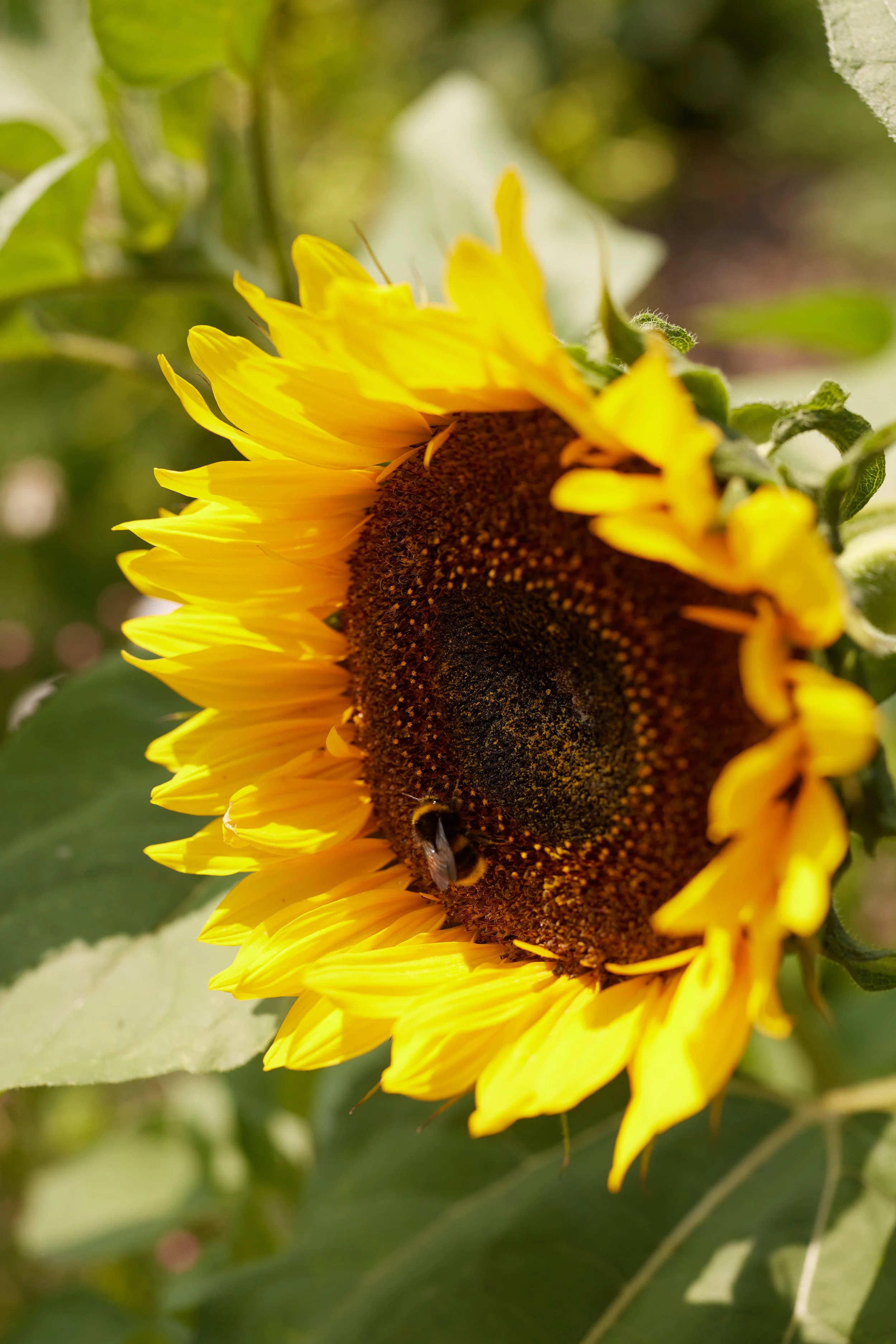 Sunflower.jpg