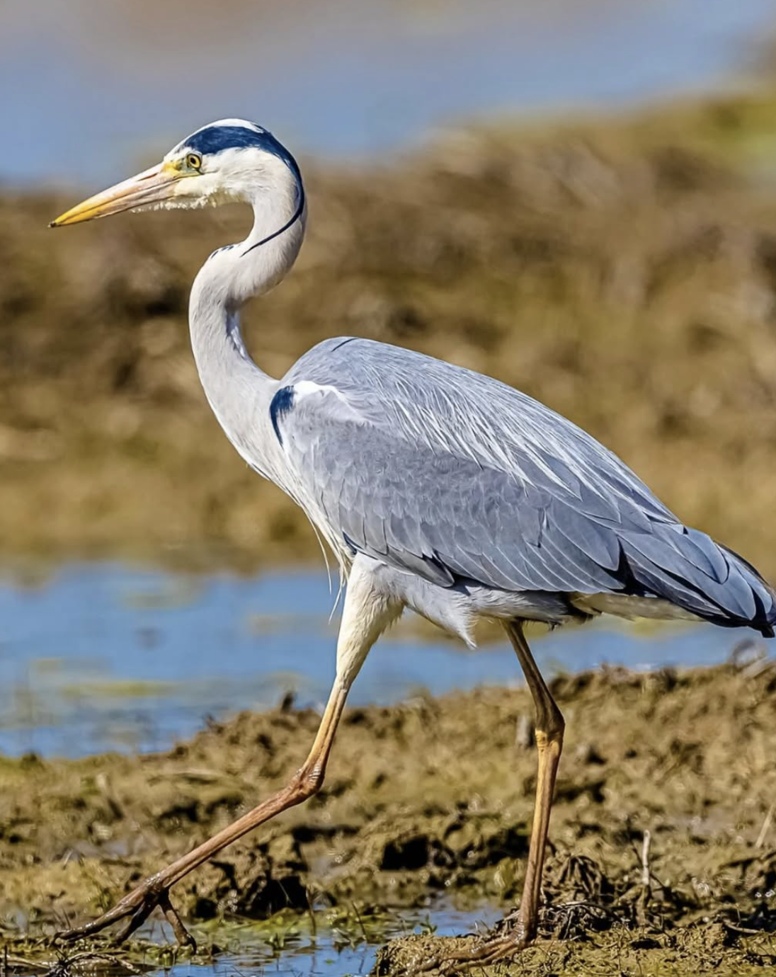Снимок экрана 2026-02-11 в 12.22.35.png