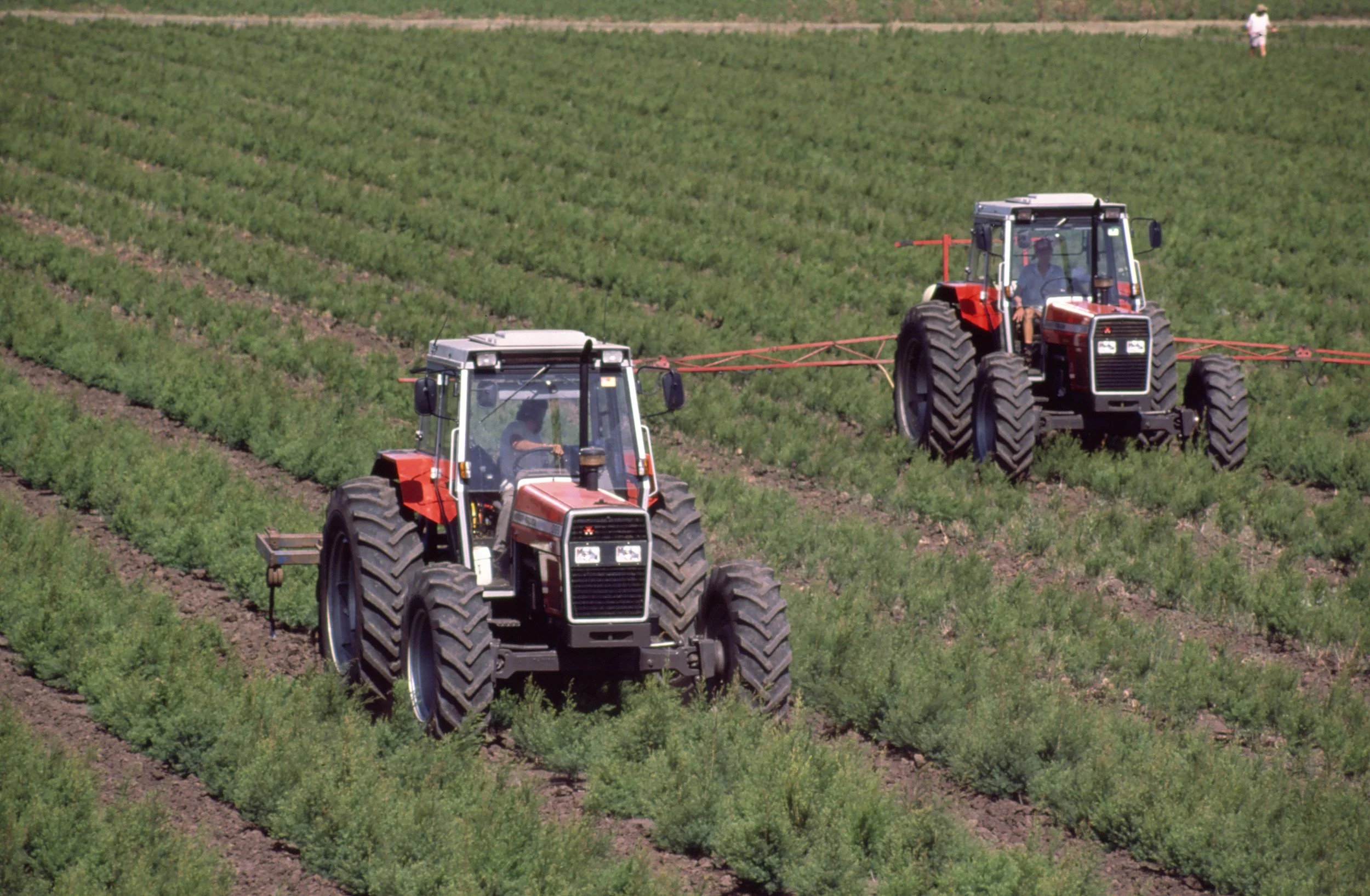 EU Regulatory Developments Affecting Tea Tree Oil