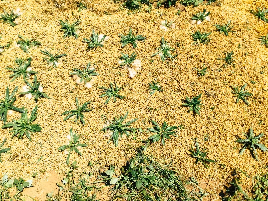 lirio-tintureiros-6.jpg