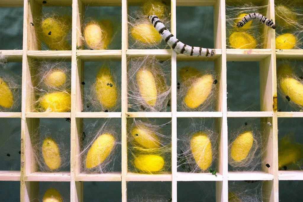 Investigação em criação de bicho-da-seda e produção de seda