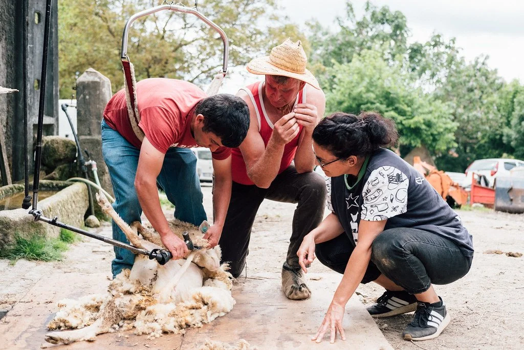 Formação de tosquia de ovinos