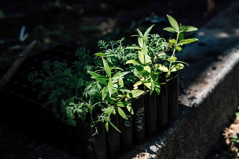 Implementação de jardim de tintureiras na Escola Artística Soares dos Reis