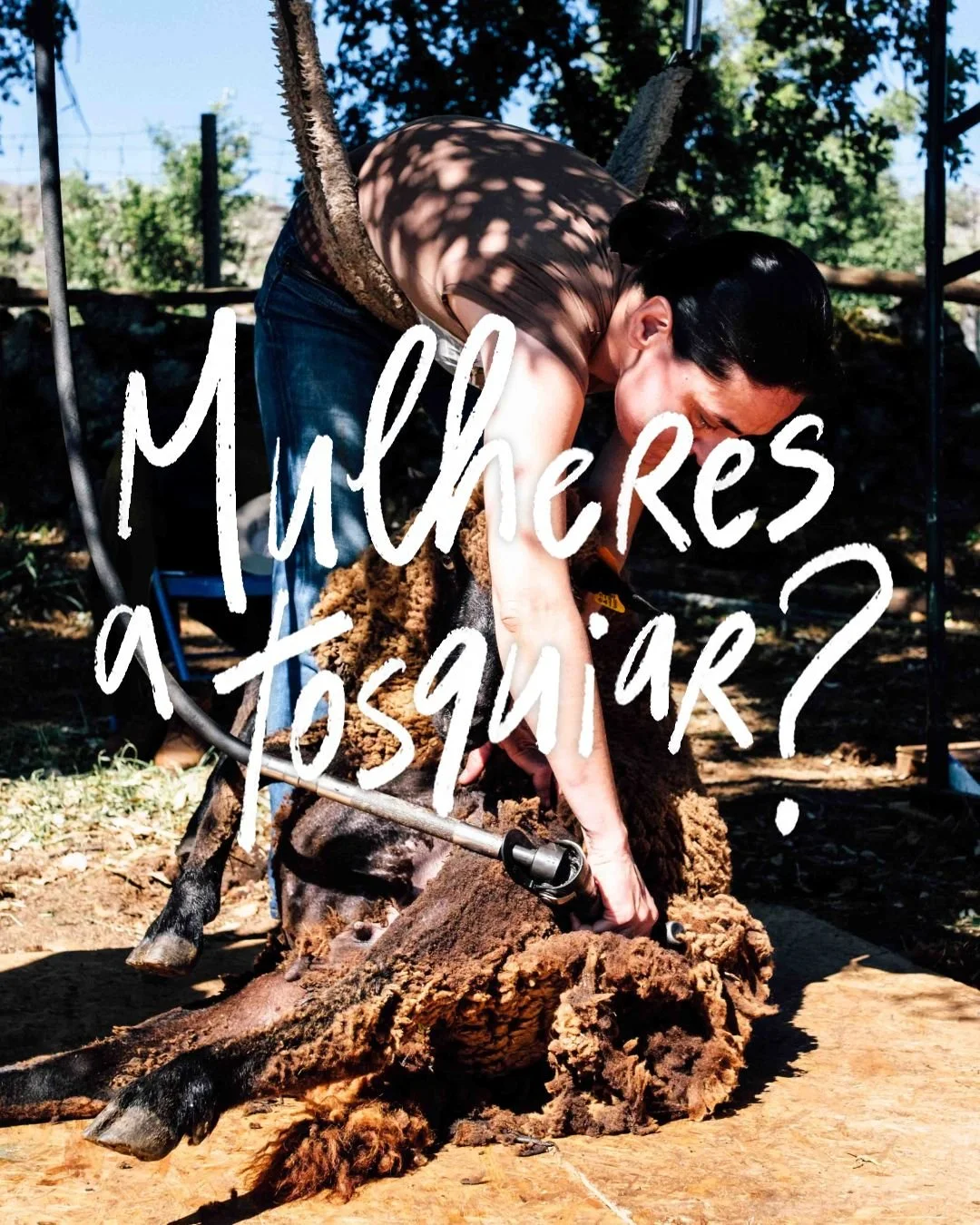 Mulheres a tosquiar?