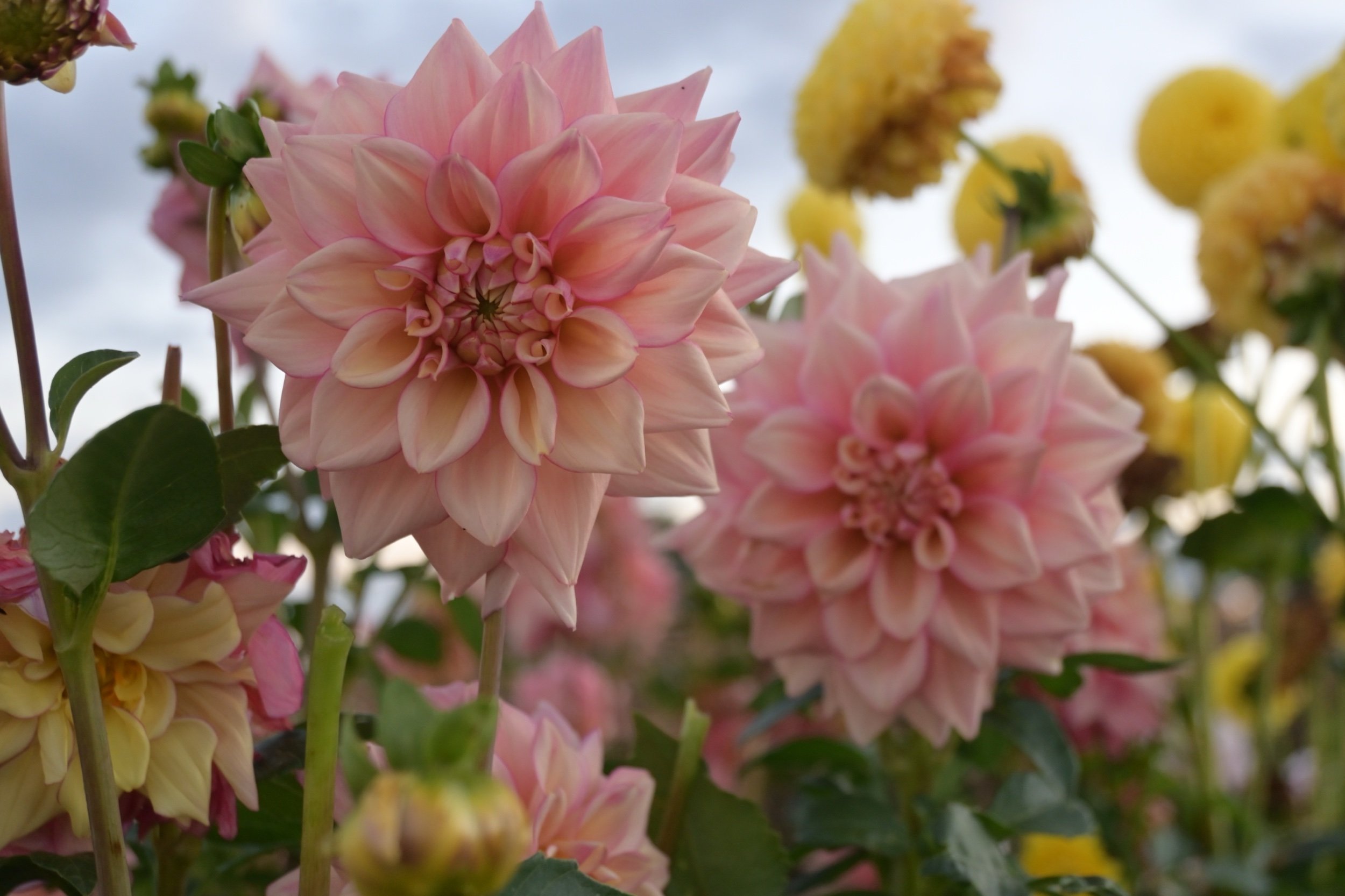 5603EA40-16FC-4A17-92D4-C637248468D5.jpeg