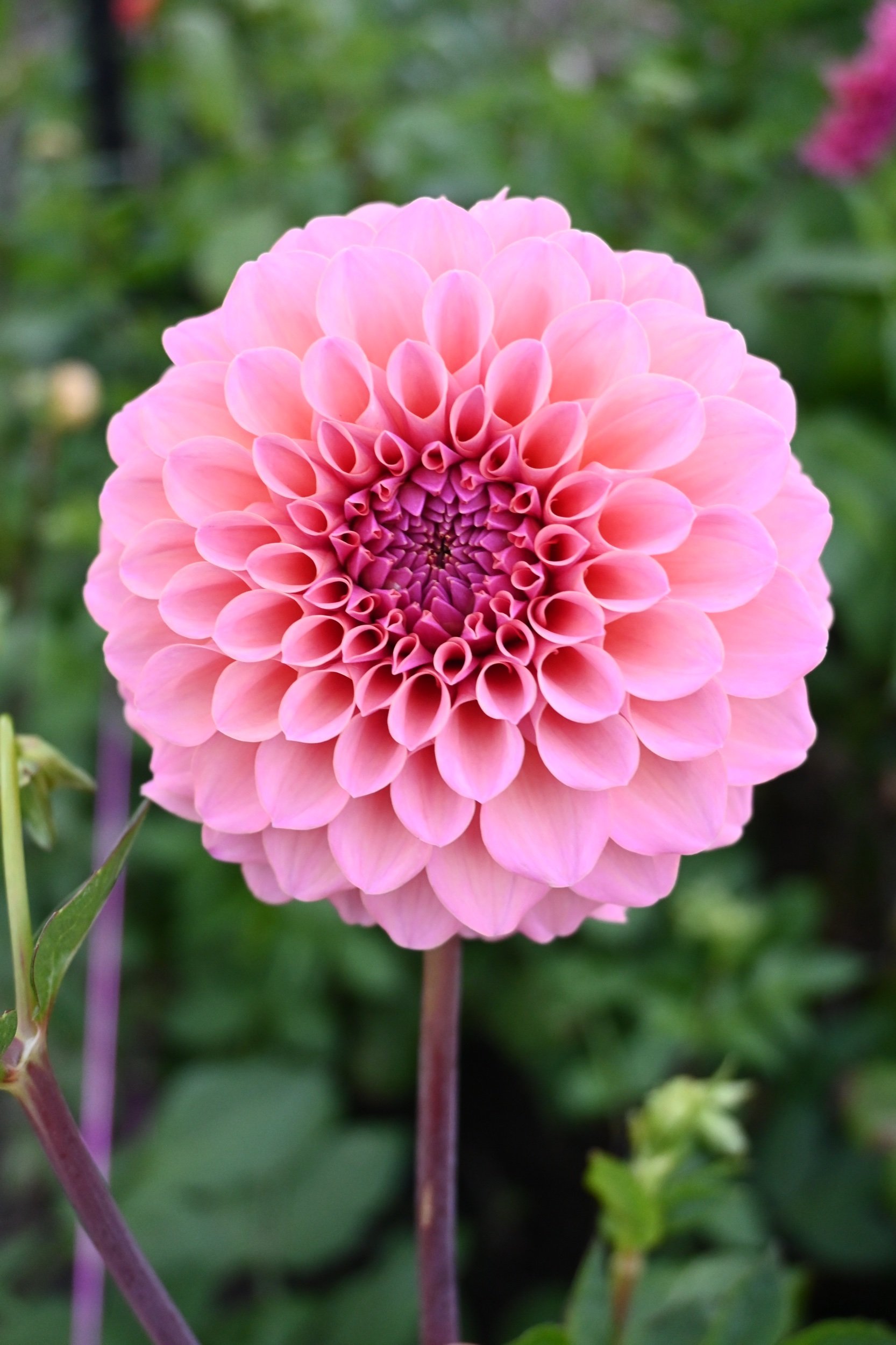 618D6090-4EEF-4B9A-8AC2-6260B396E113.jpeg