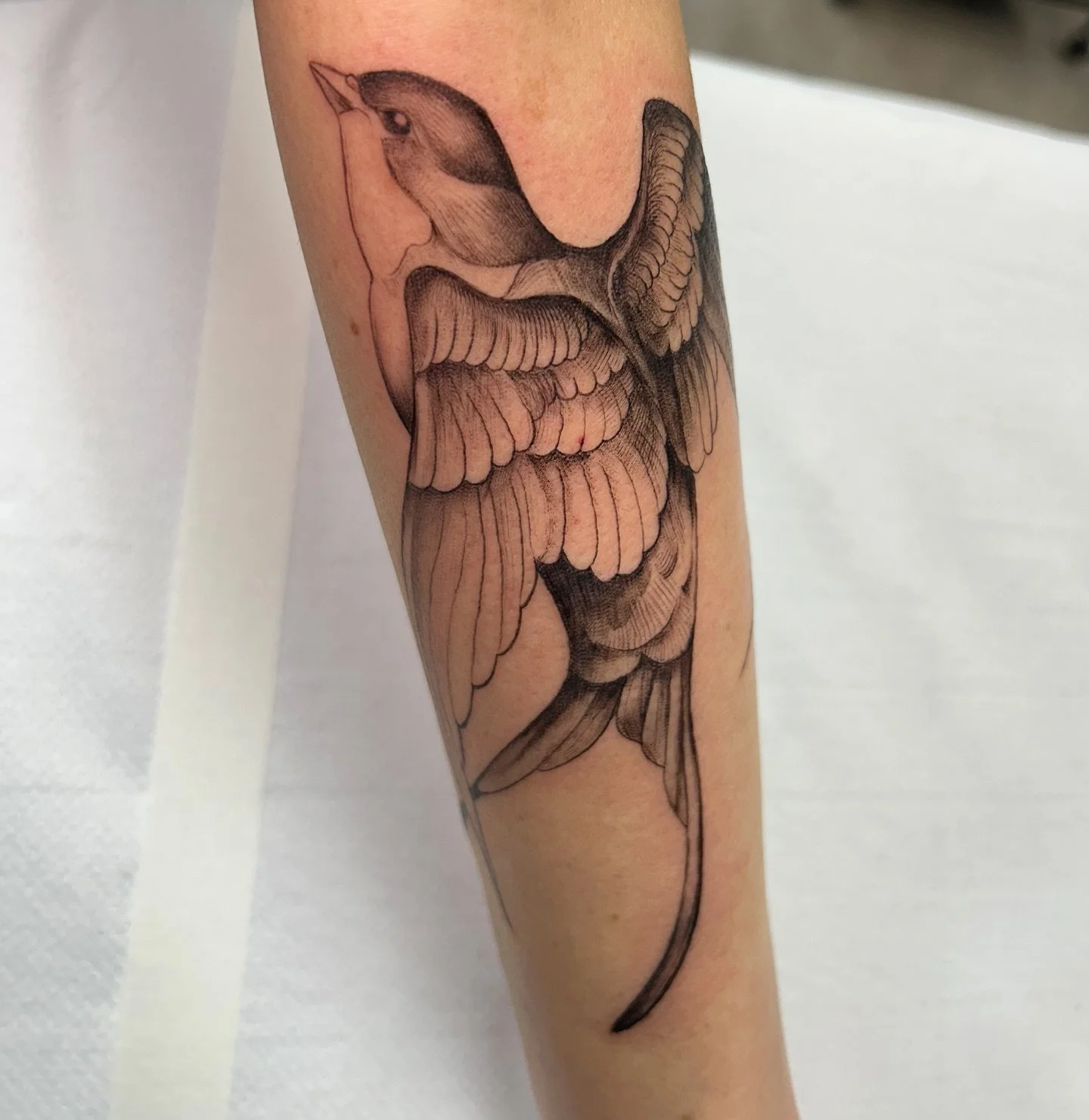 Beautiful swallow for a first tattoo by the talented @stewpatontattoo 🐦
#finelinetattoo #birdtattoo #illustrativetattoo #bristoltattoo