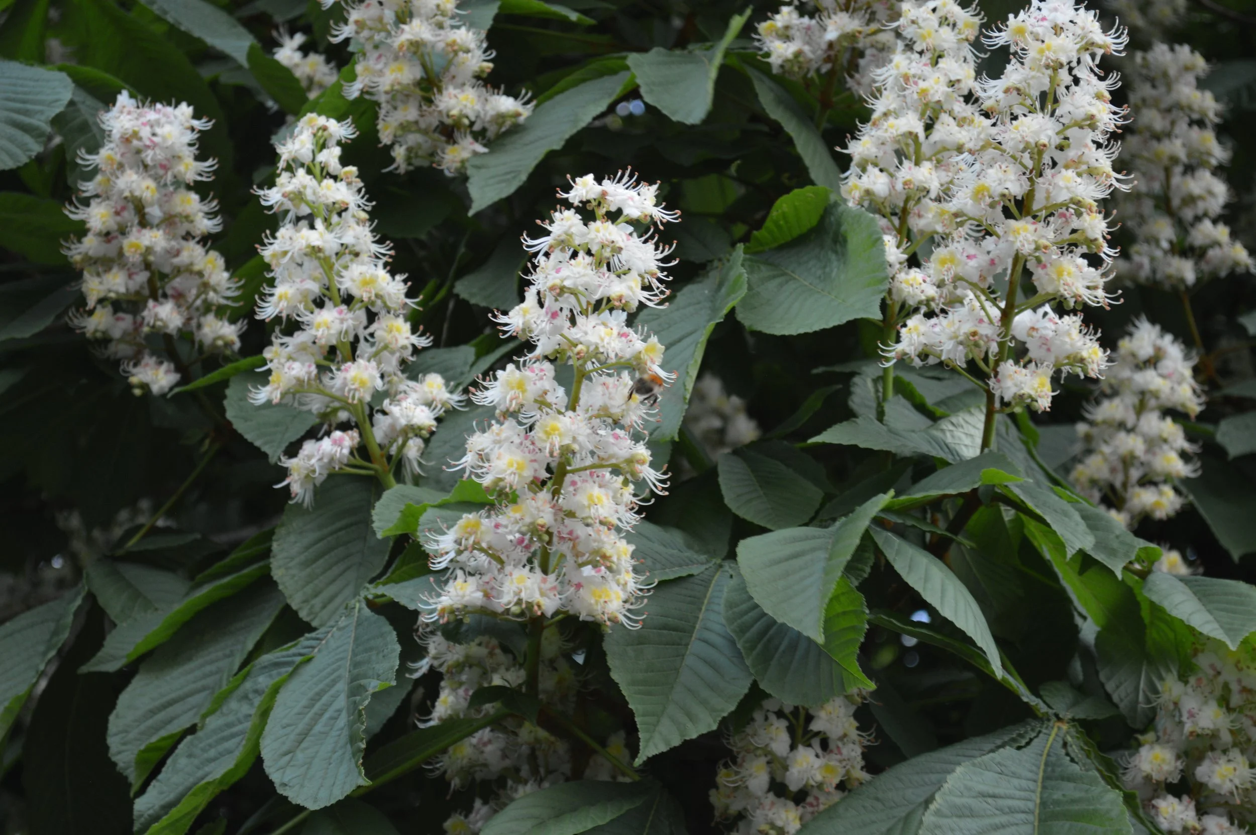 Horse Chestnut tree flowering