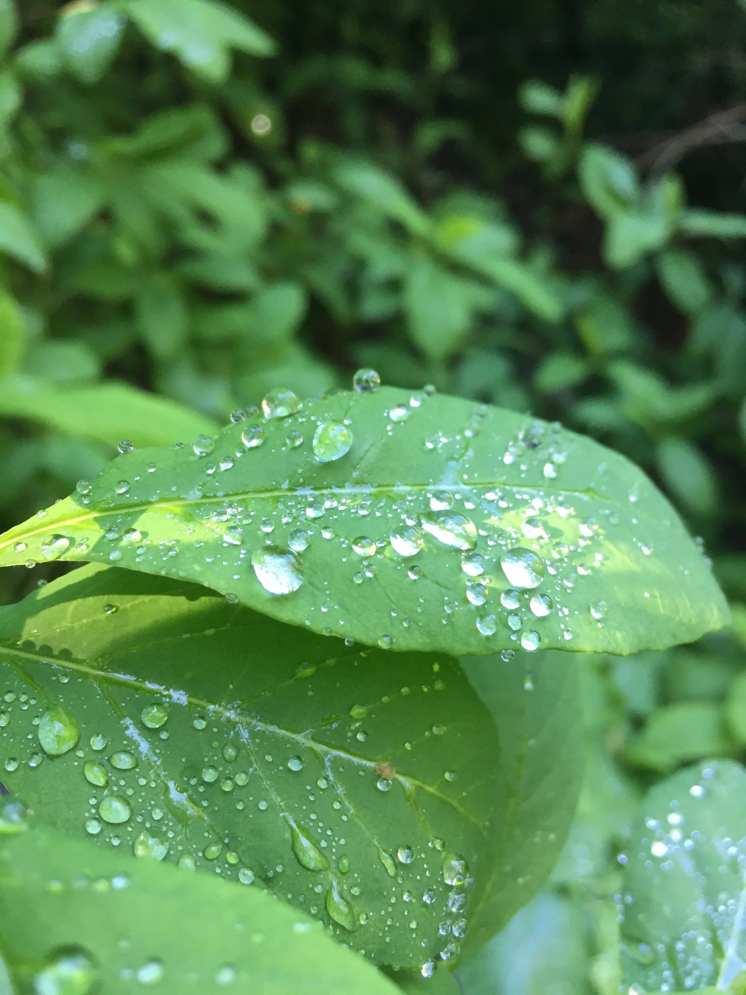 Delighting Your Reader By Using Specific Details