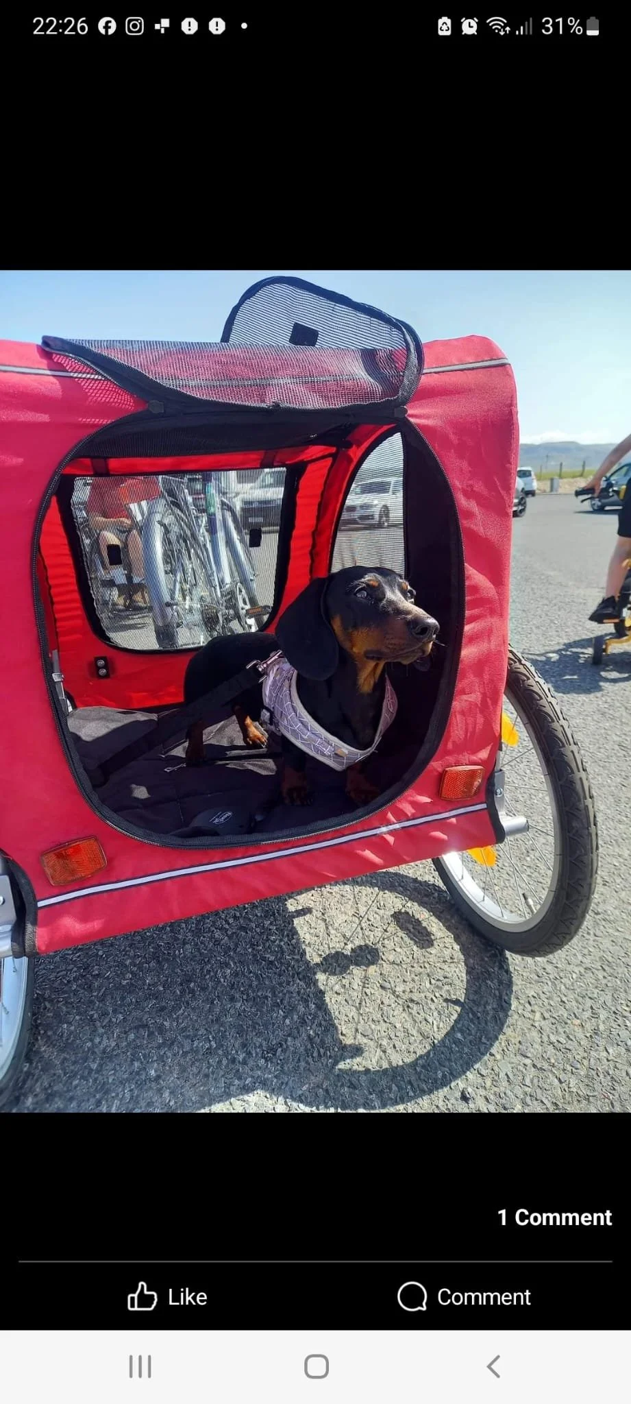 dog in a dogtaxi.JPG