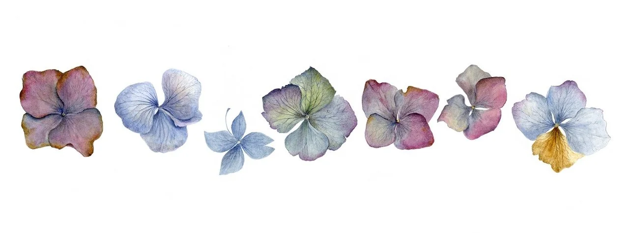 hydrangea_bracts_330ppi_jane_stark Large.jpeg
