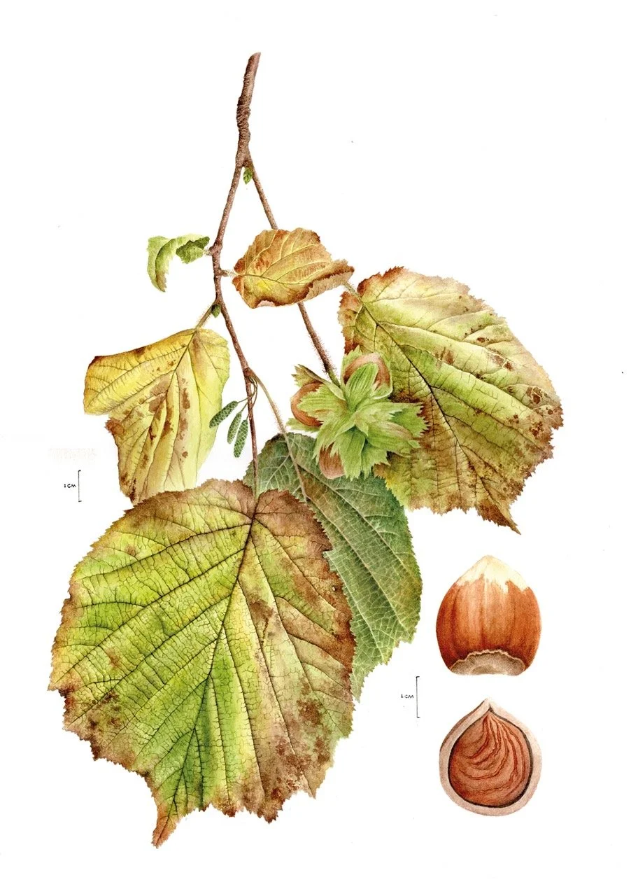 hazel_corylus_avellana_300ppi_jane_stark Large.jpeg