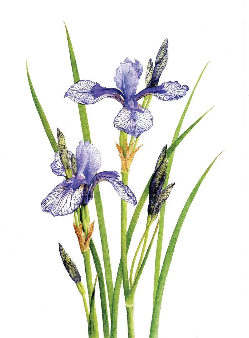 iris_flightofbutterflies_300ppi_jane_stark Large.jpeg