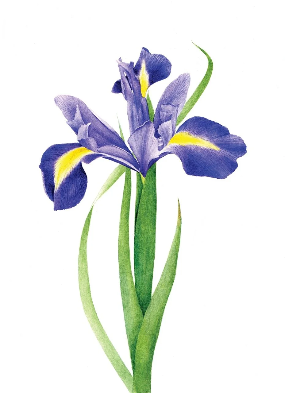 iris_hollandica_300ppi_jane_stark Large.jpeg
