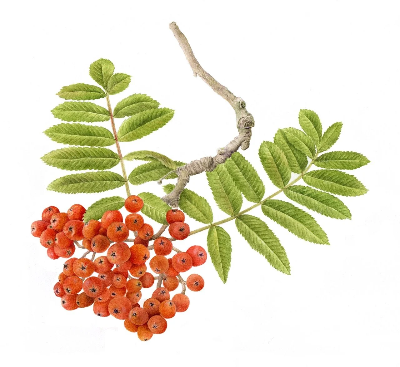 jane_stark_rowan_300ppi Large.jpeg