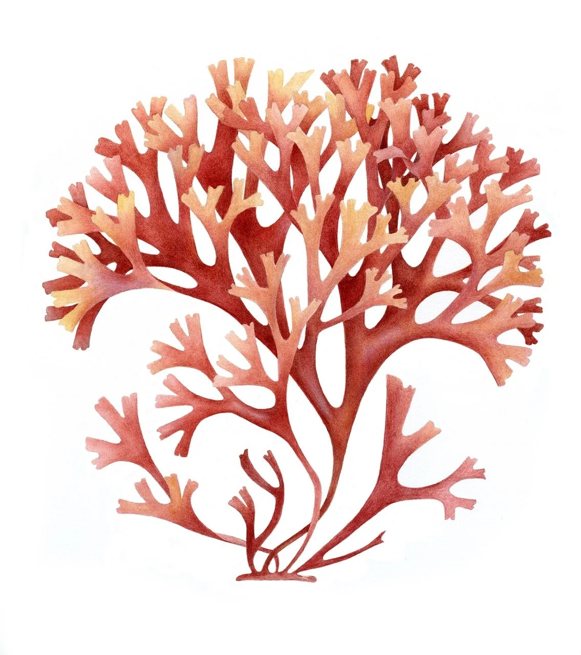 jane_stark_carrageen_300ppi Large.jpeg