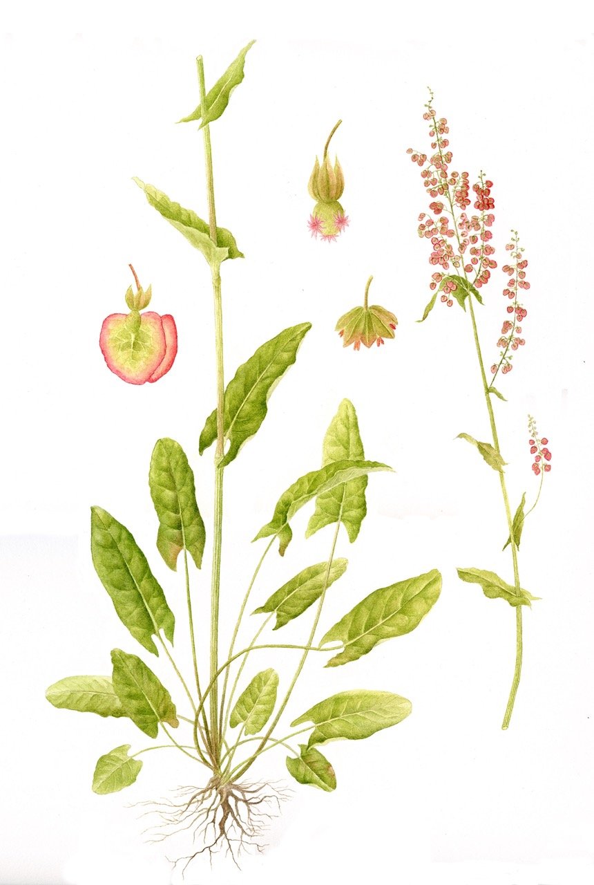 jane_stark_rumex_acetosa-300ppi Large.jpeg