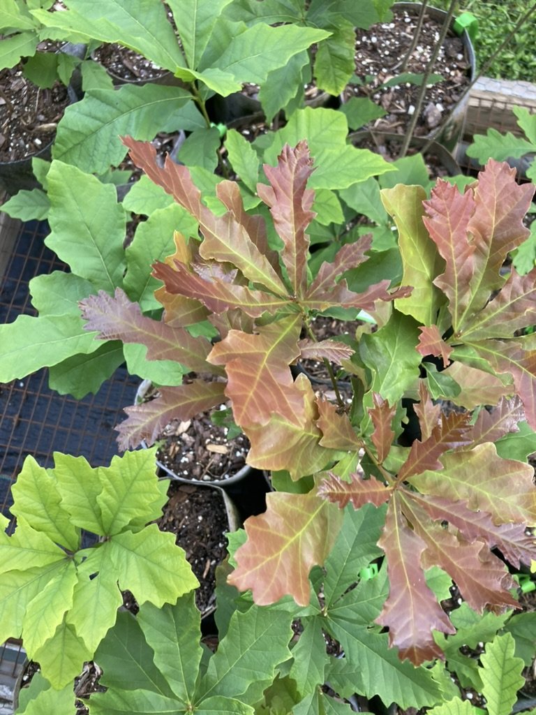Swamp White Oak