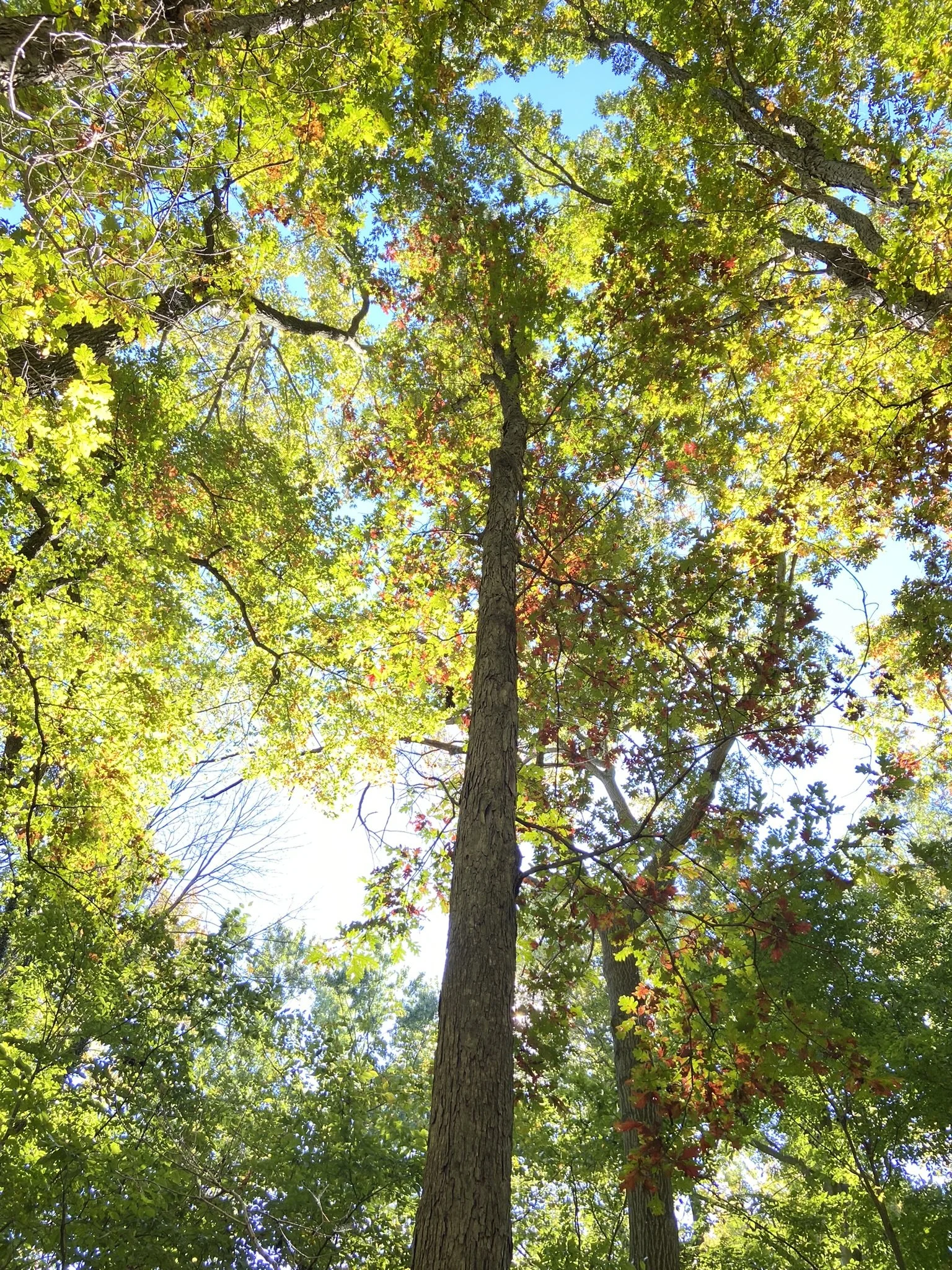 Delaware Native Trees — The Naked Oak Tree Farm