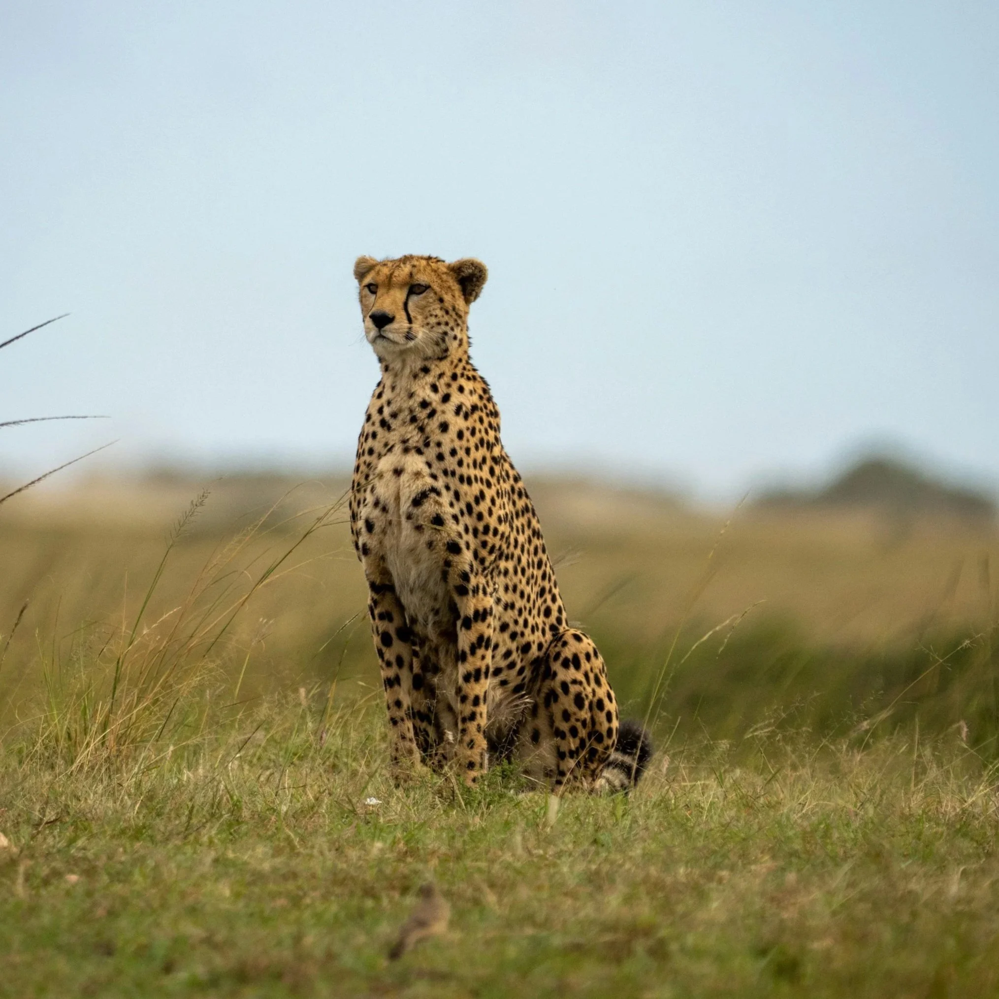 Leopard sitting alone in open grassland, facing outward into the distance