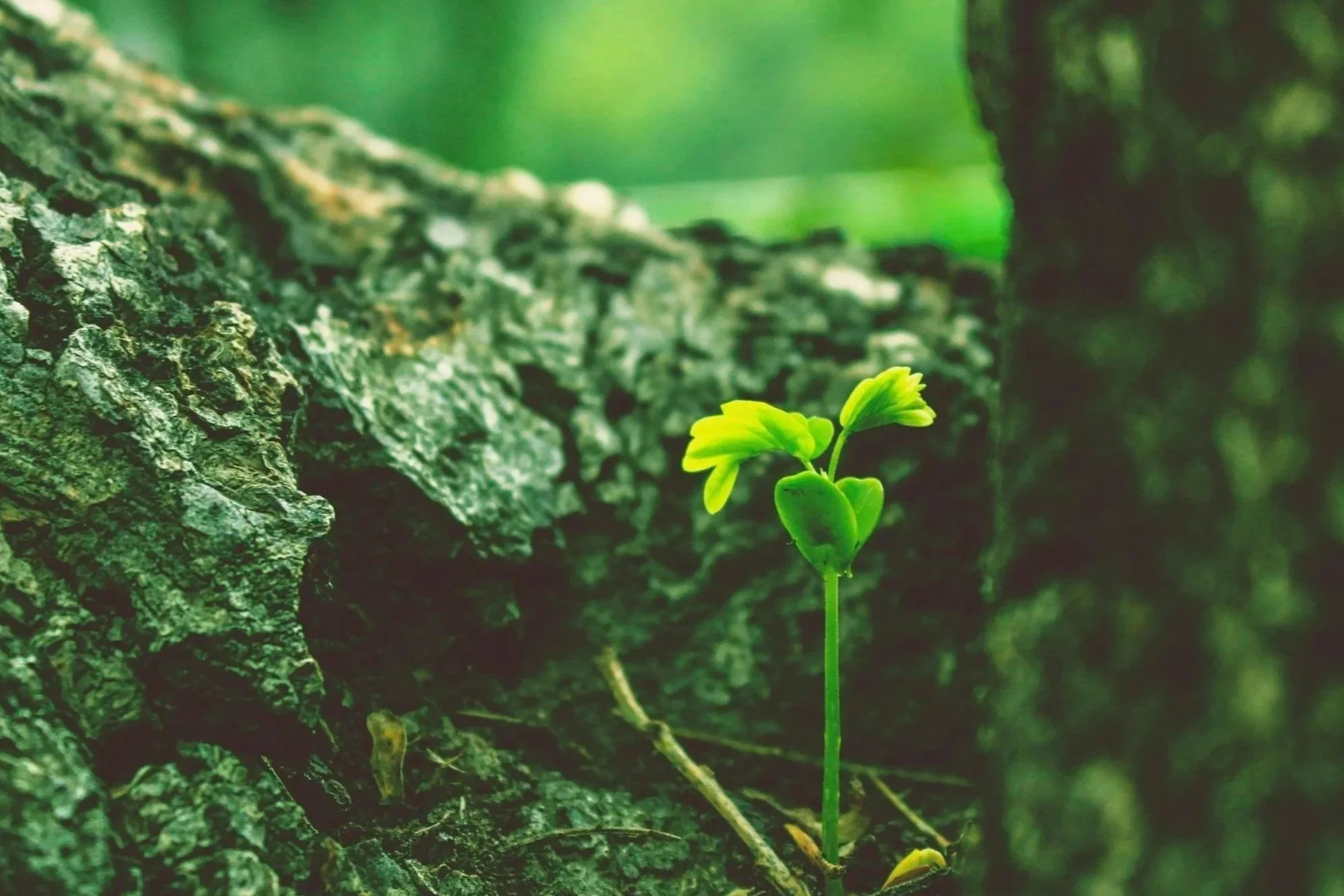 A small green sprout emerging from tree bark, symbolizing new beginnings, growth, and gentle starting points.