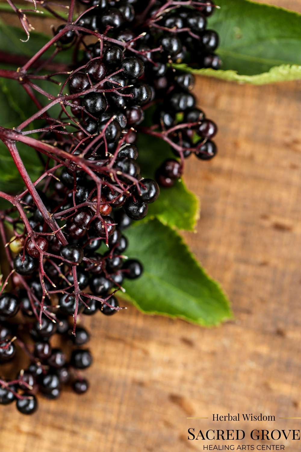 Bunch of ripe elderberries