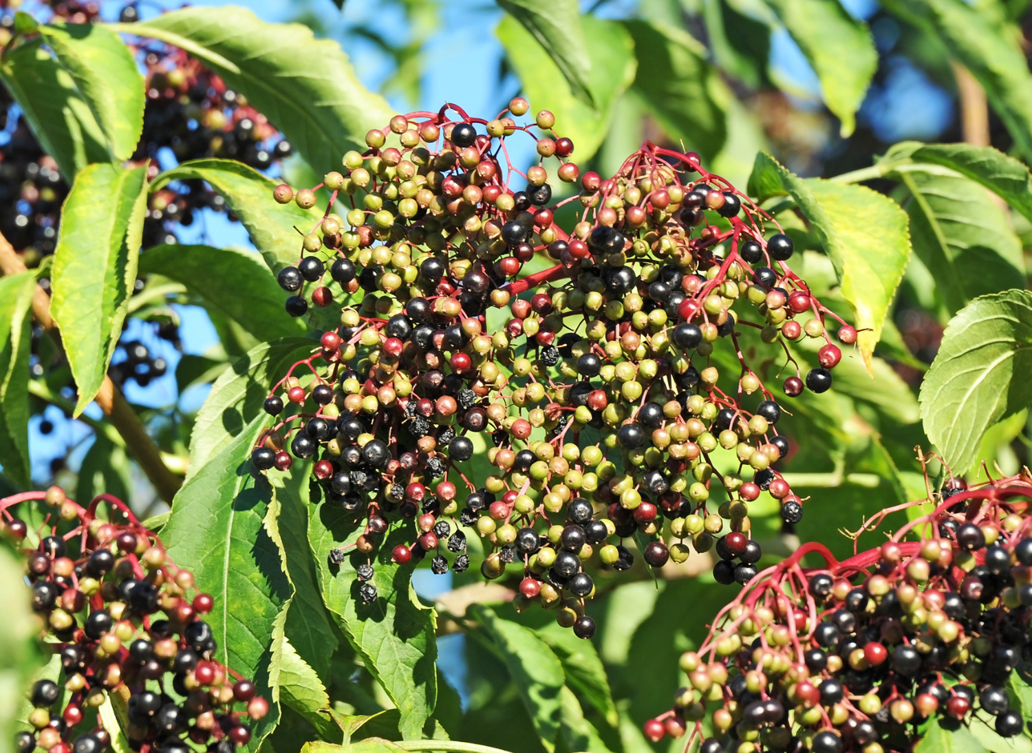 Group of berries in different stages