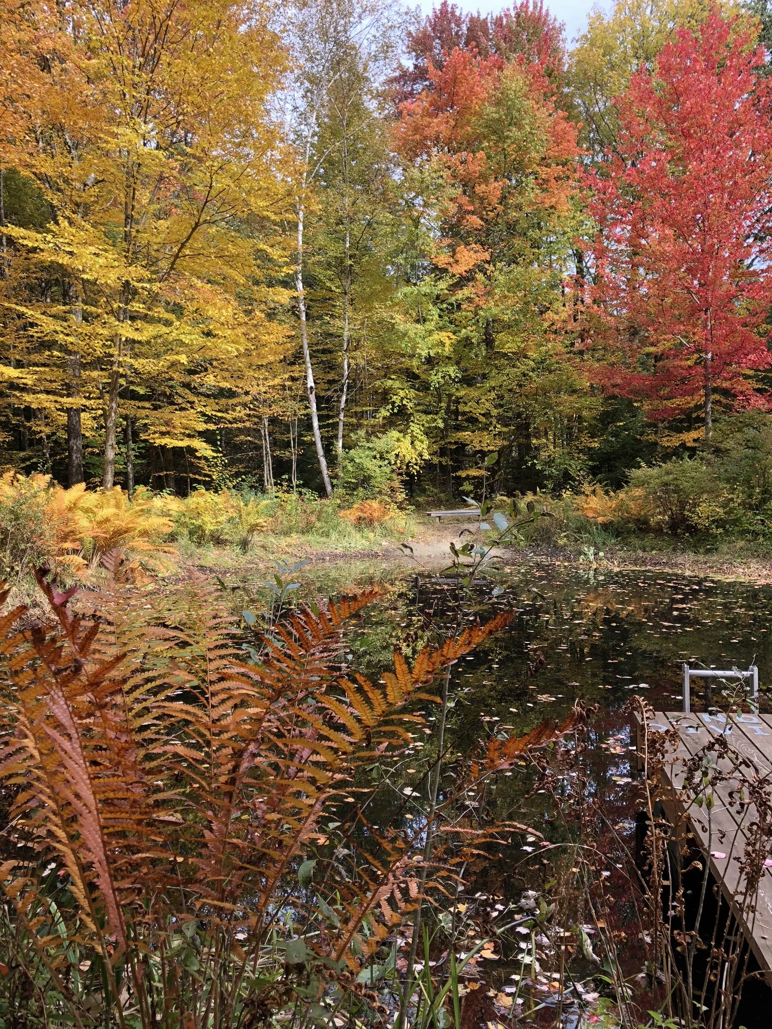 Autumn ferns and colorful trees surround a small woodland pond.