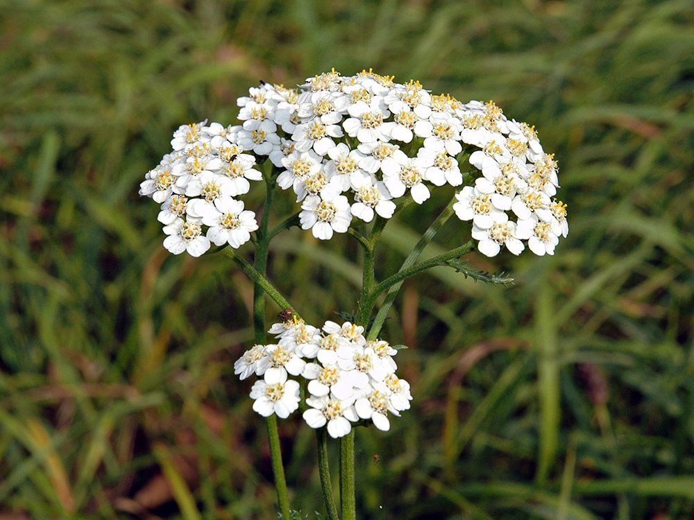 yarrow-sm.jpg